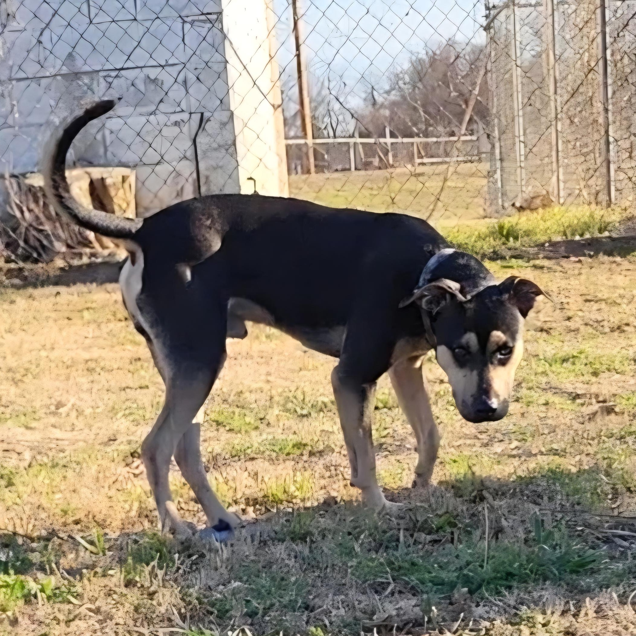 Anubis, a ADOPTABLE mixed breed in Rockdale, TX image 3/3