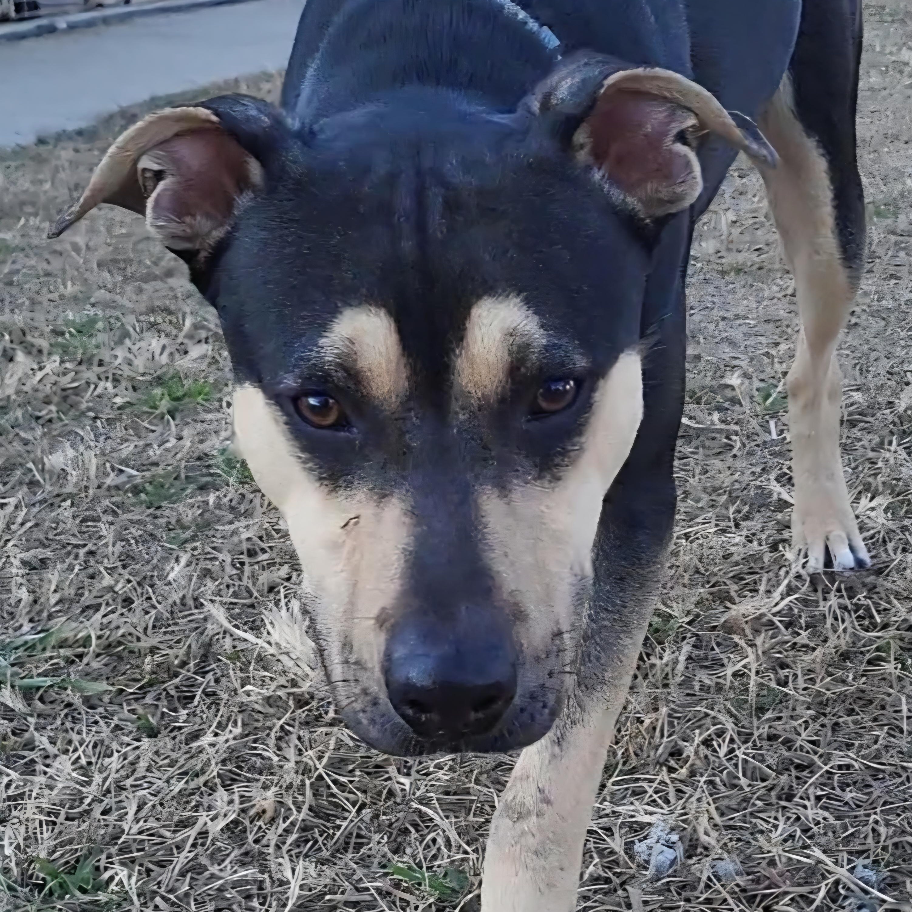 Anubis, a ADOPTABLE mixed breed in Rockdale, TX image 2/3