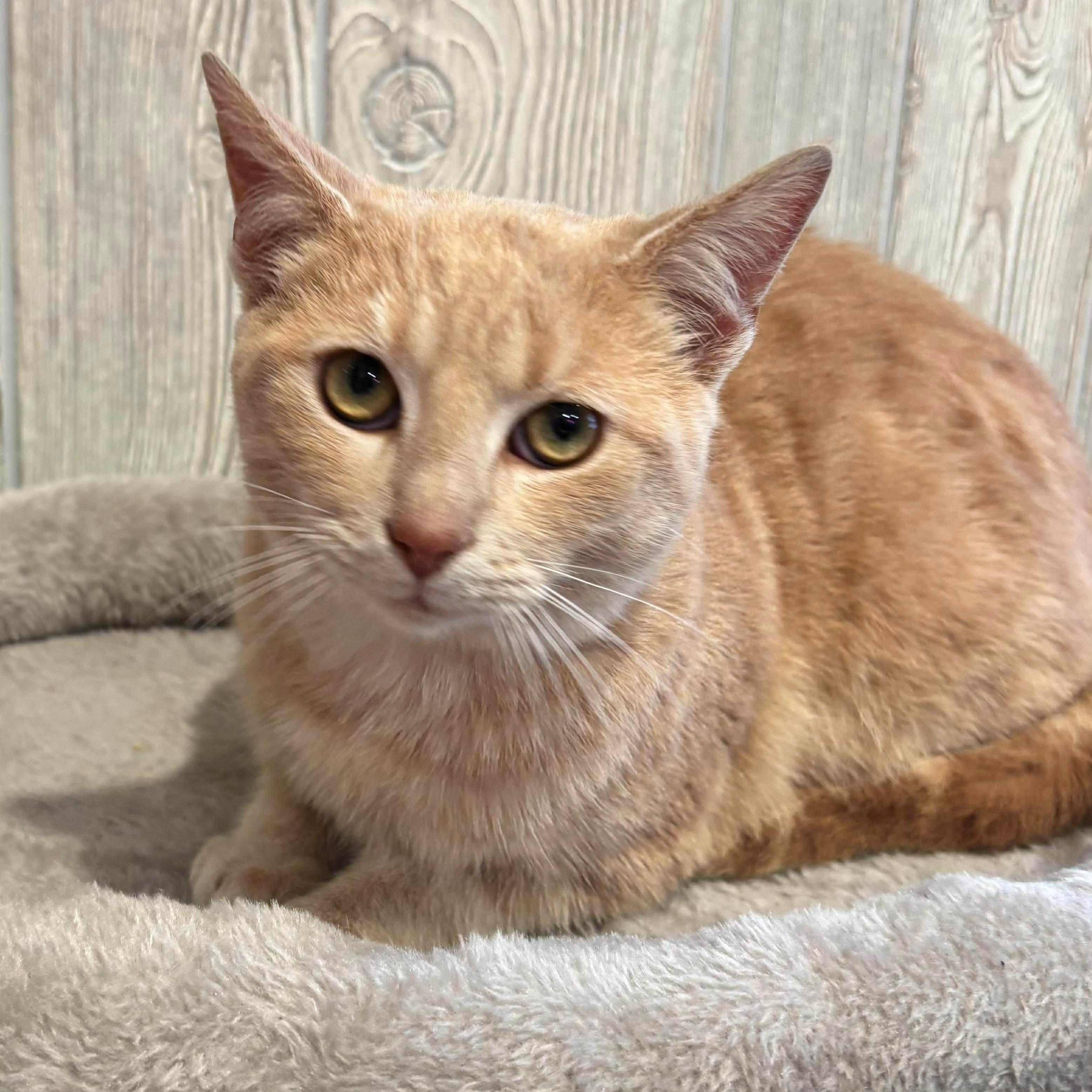 SMURF, a ADOPTABLE Domestic Short Hair in Tillsonburg, ON image 2/6