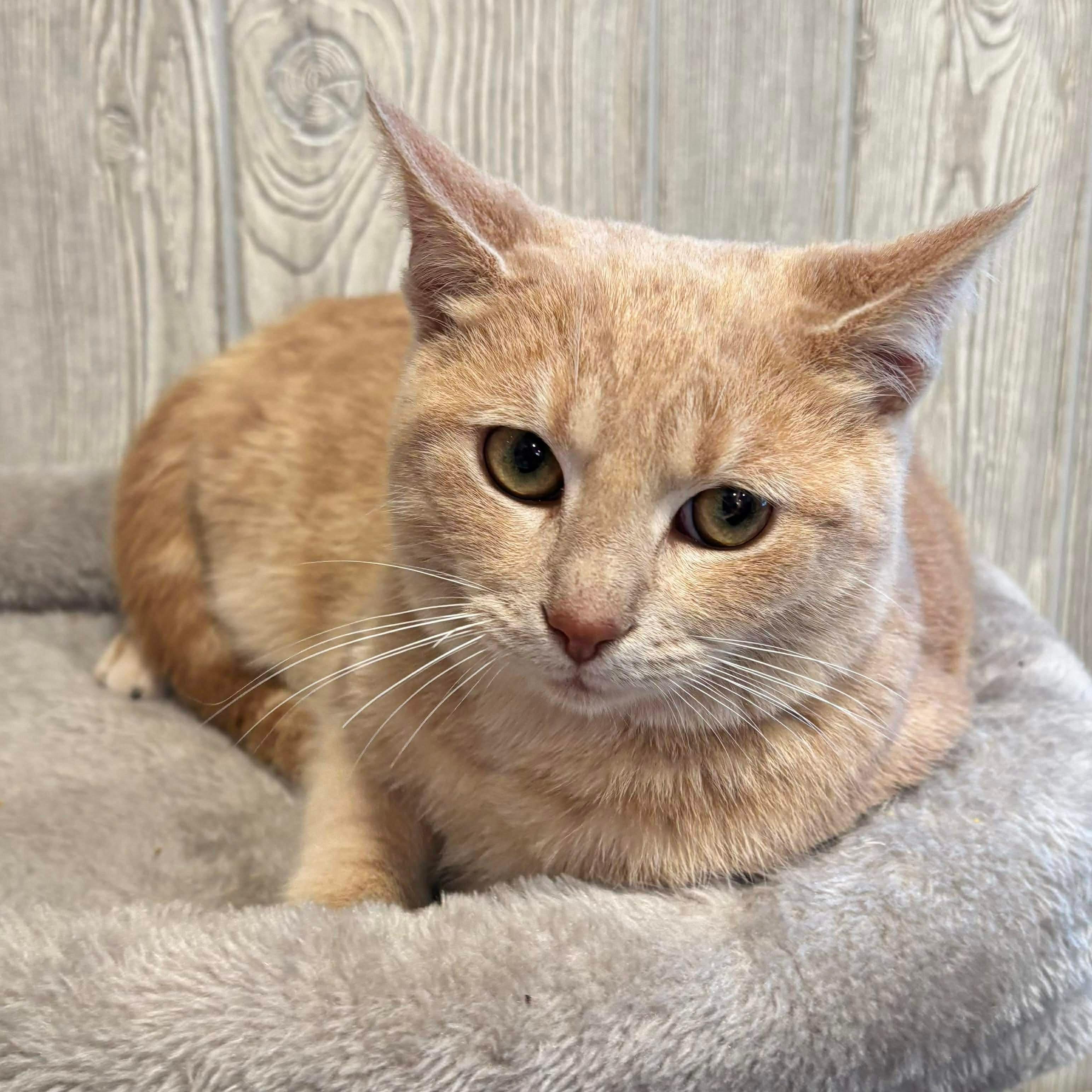 SMURF, a ADOPTABLE Domestic Short Hair in Tillsonburg, ON image 3/6