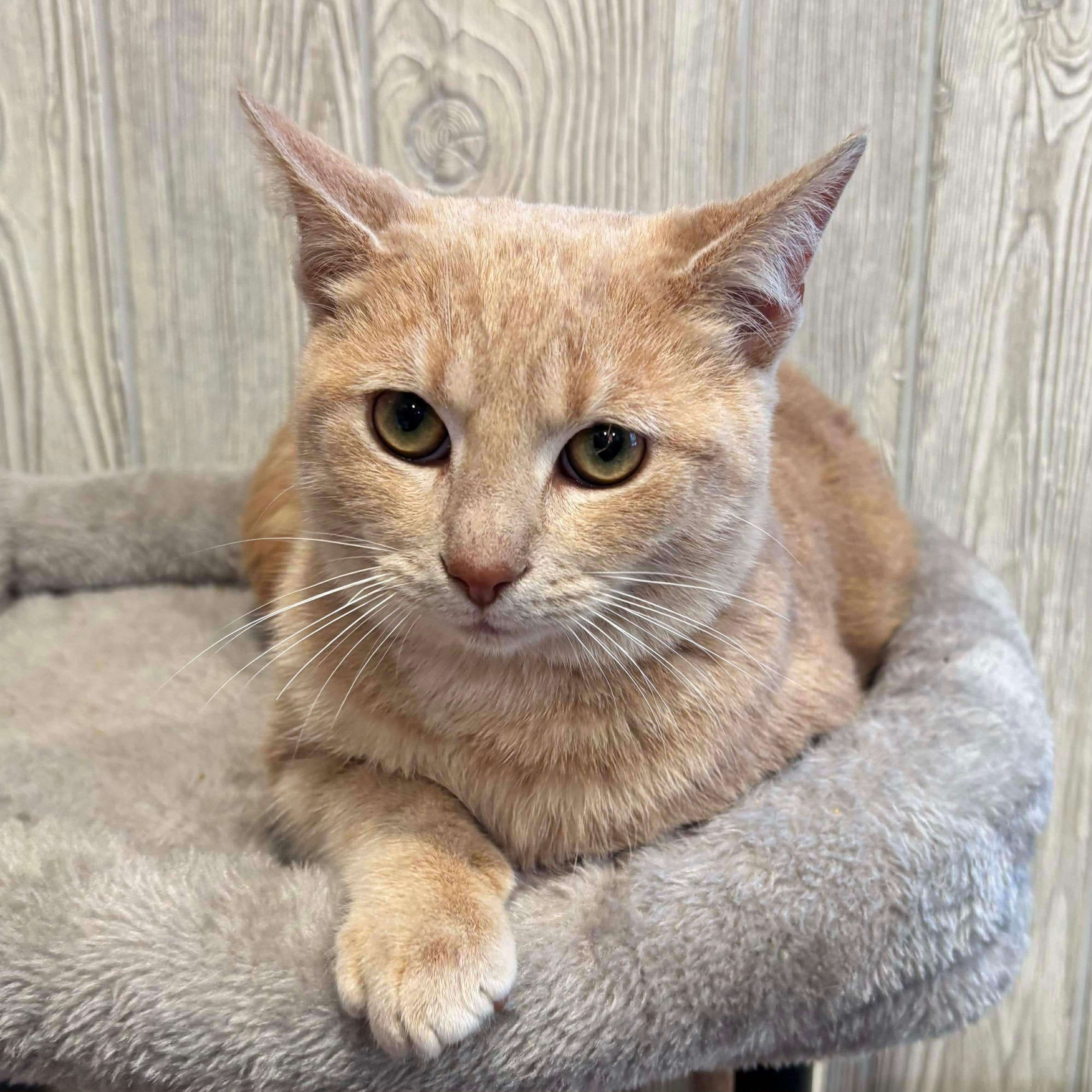 SMURF, a ADOPTABLE Domestic Short Hair in Tillsonburg, ON image 4/6