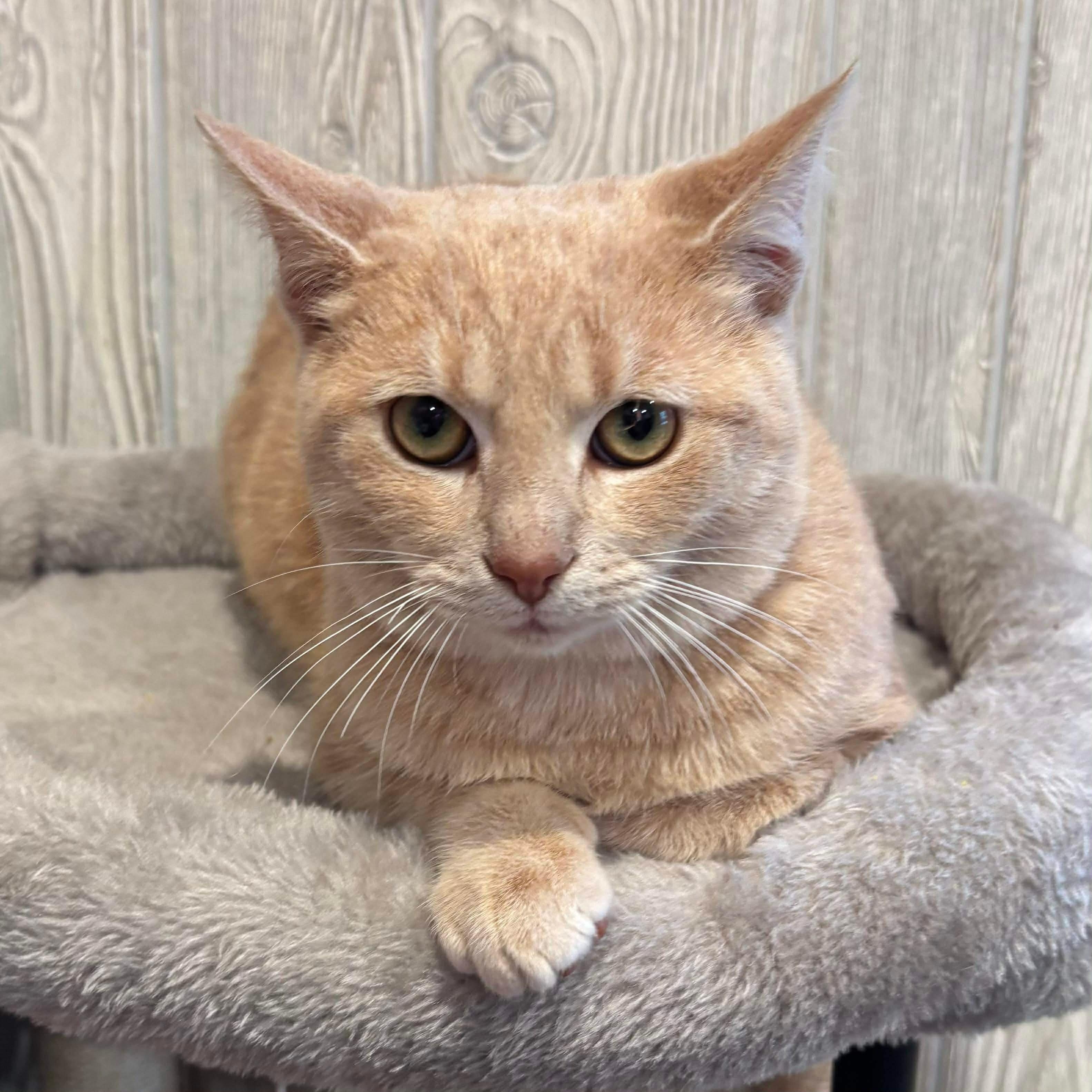 SMURF, a ADOPTABLE Domestic Short Hair in Tillsonburg, ON image 5/6