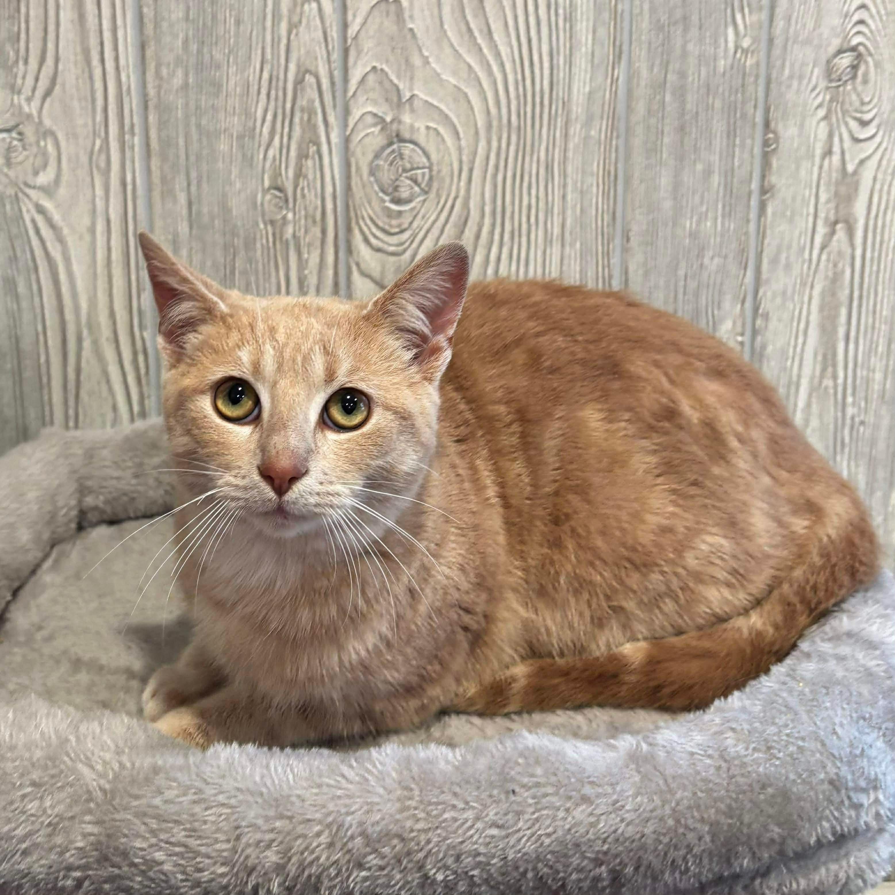 SMURF, a ADOPTABLE Domestic Short Hair in Tillsonburg, ON image 6/6