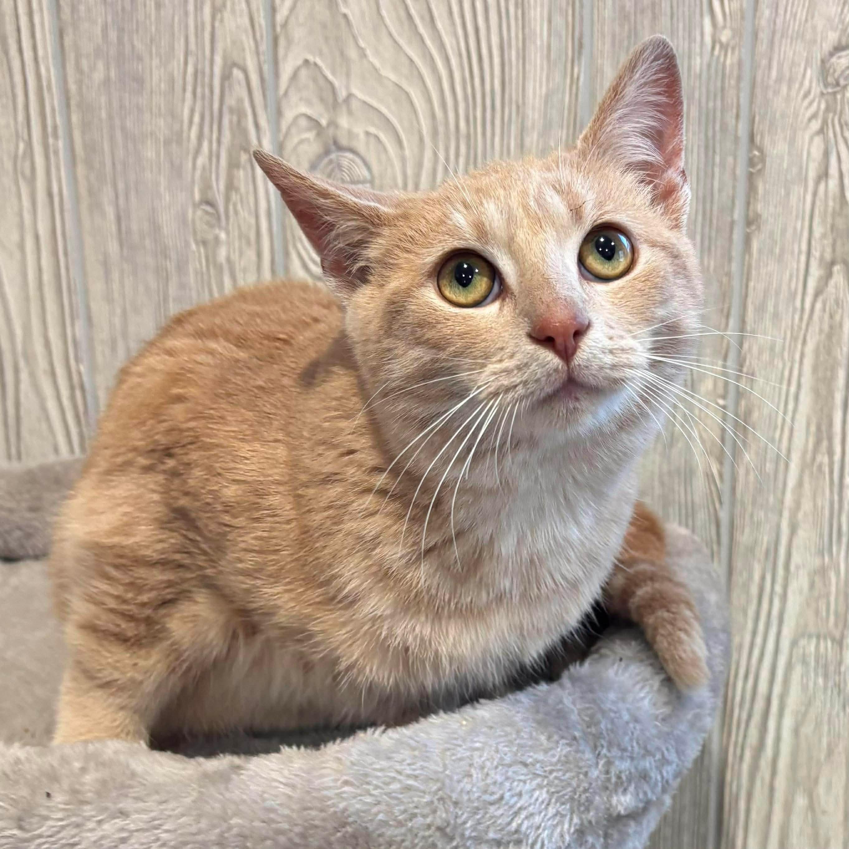 SMURF, a ADOPTABLE Domestic Short Hair in Tillsonburg, ON image 1/6