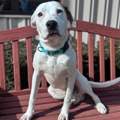 Enlarge Sid, a ADOPTABLE Mixed Breed in Quincy, IL image 1/1