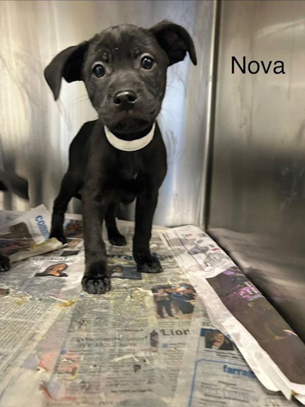 Nova, Adoptable, Puppy Female Boxer.