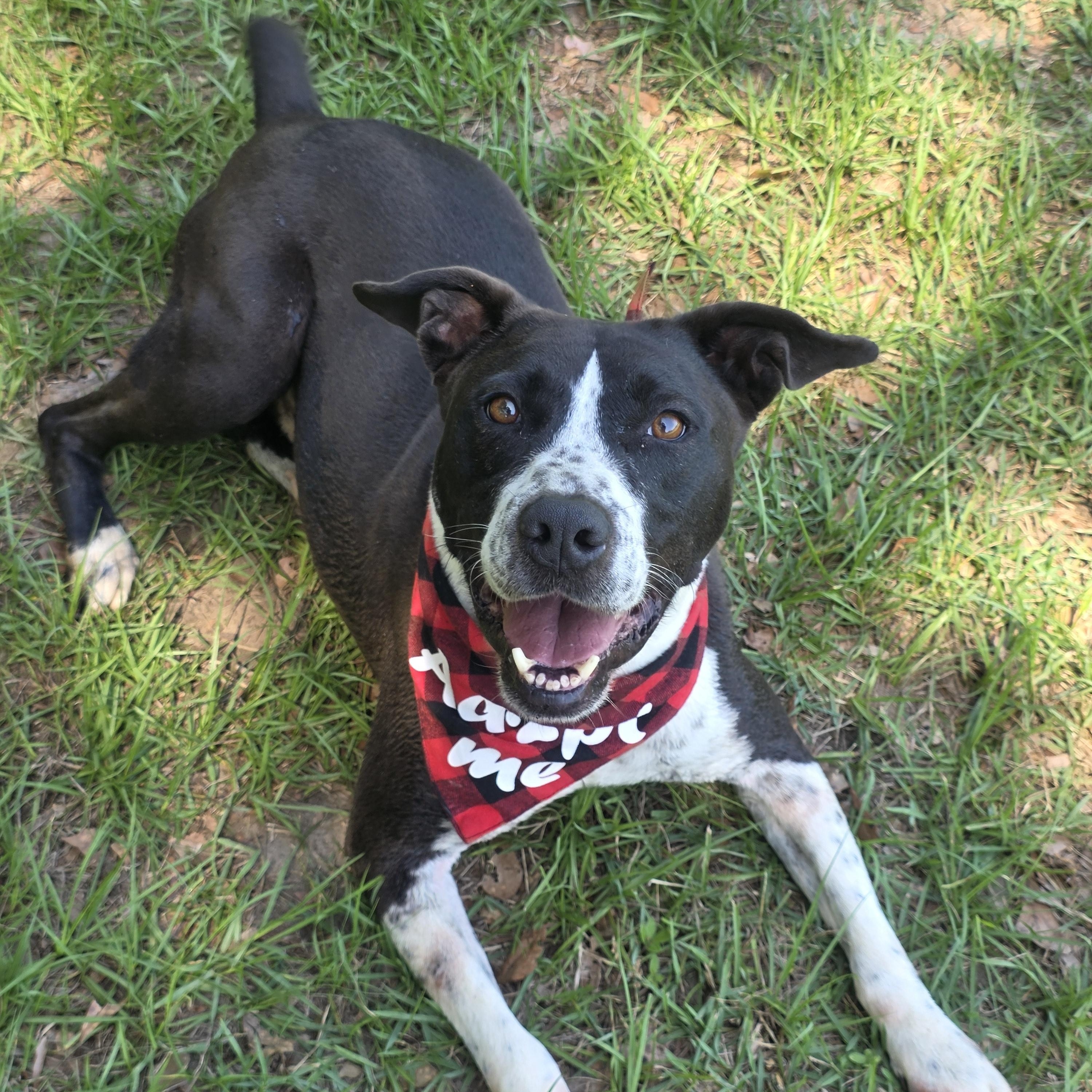 Enlarge Elvis, an adopted mixed breed in Monticello, FL image 2/3