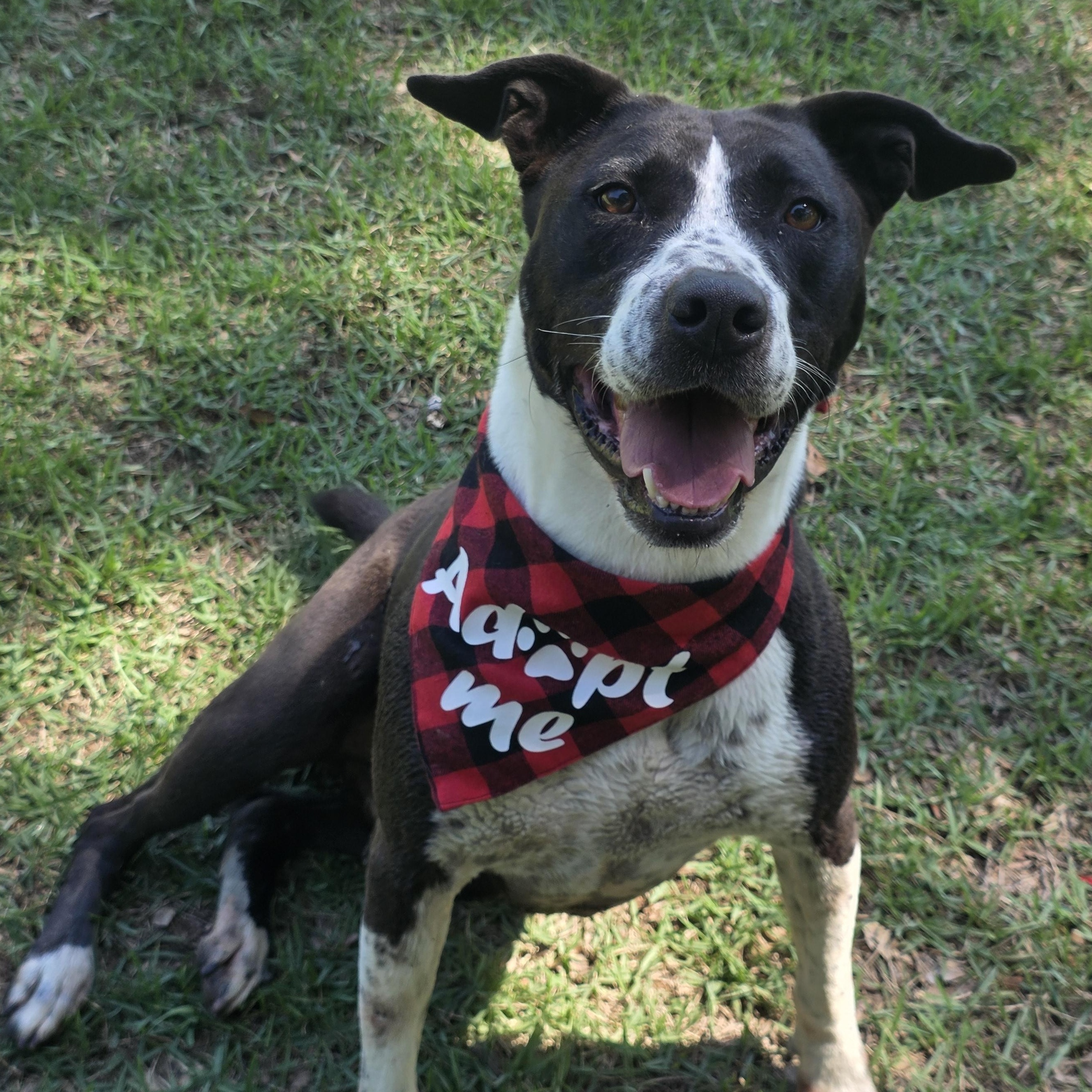 Enlarge Elvis, an adopted mixed breed in Monticello, FL image 1/3