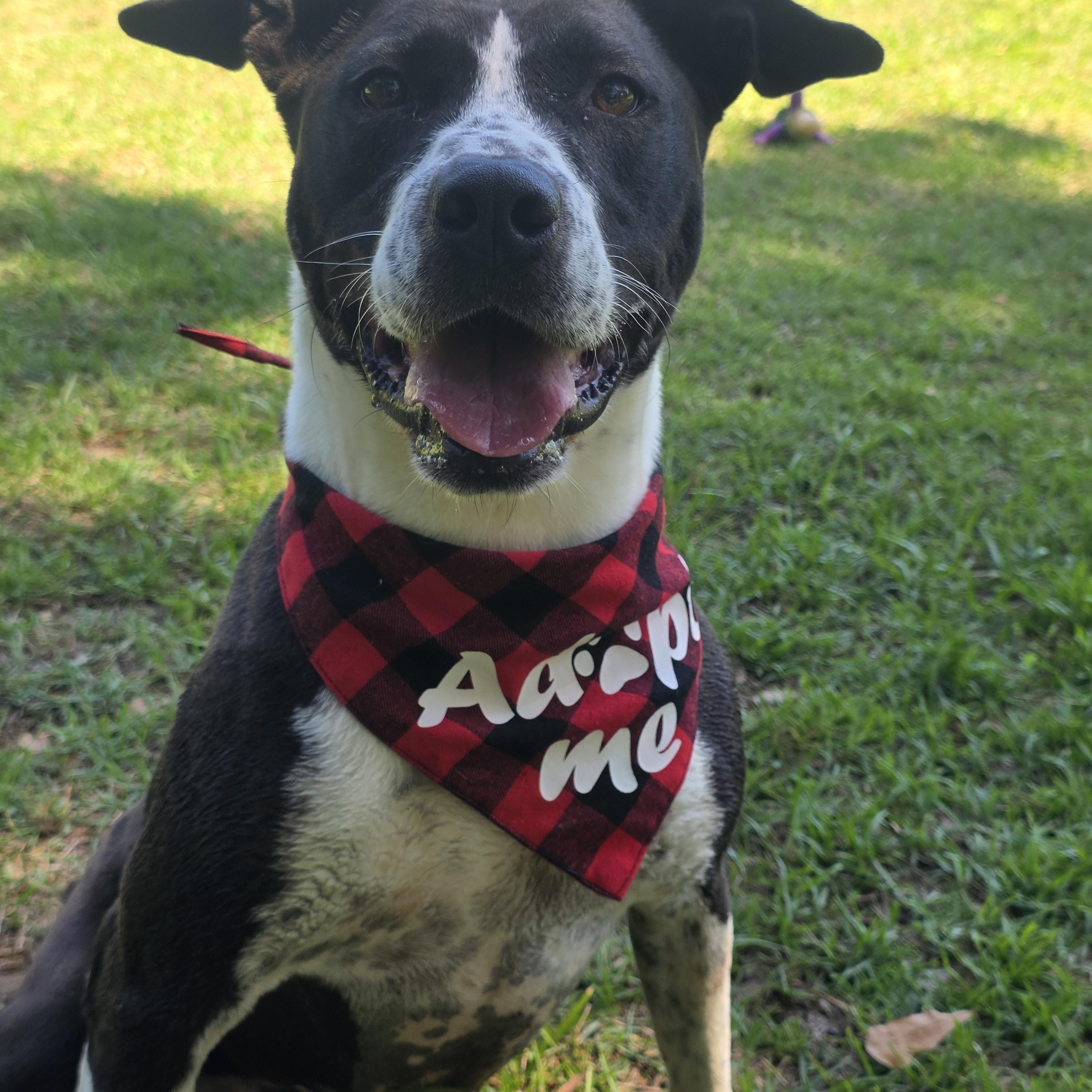 Enlarge Elvis, an adopted mixed breed in Monticello, FL image 3/3