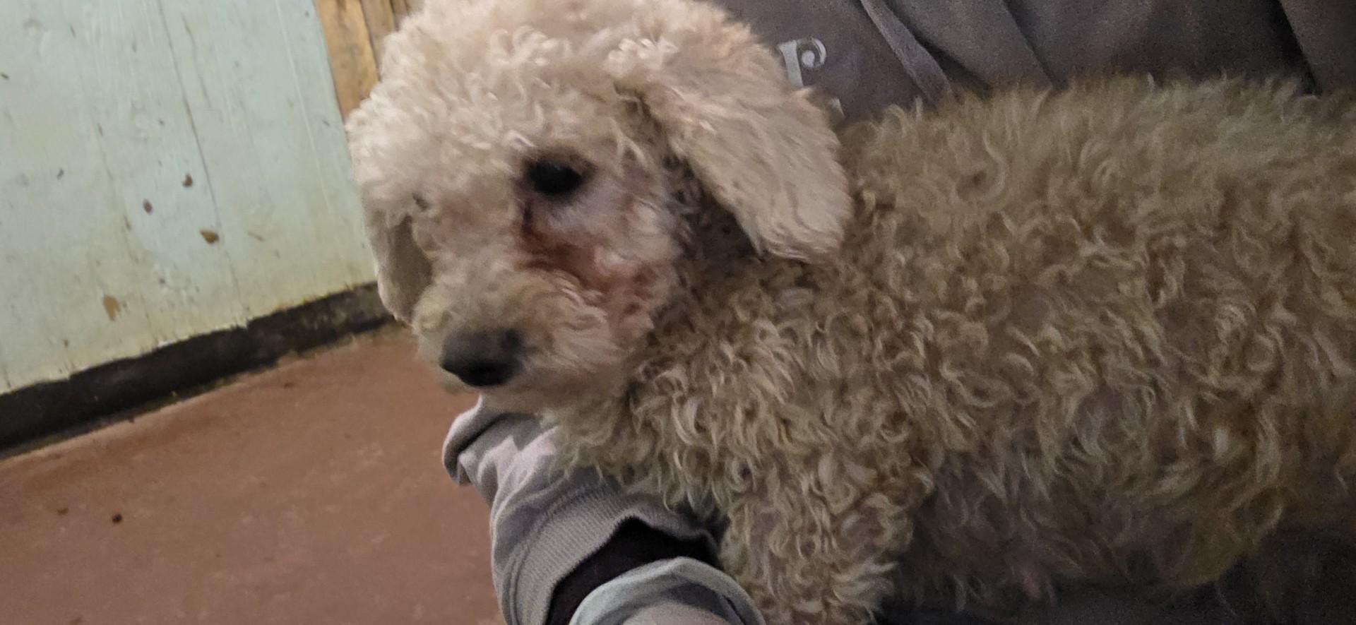 Enlarge Susan, a ADOPTABLE mixed breed in Toledo, OH image 1/1