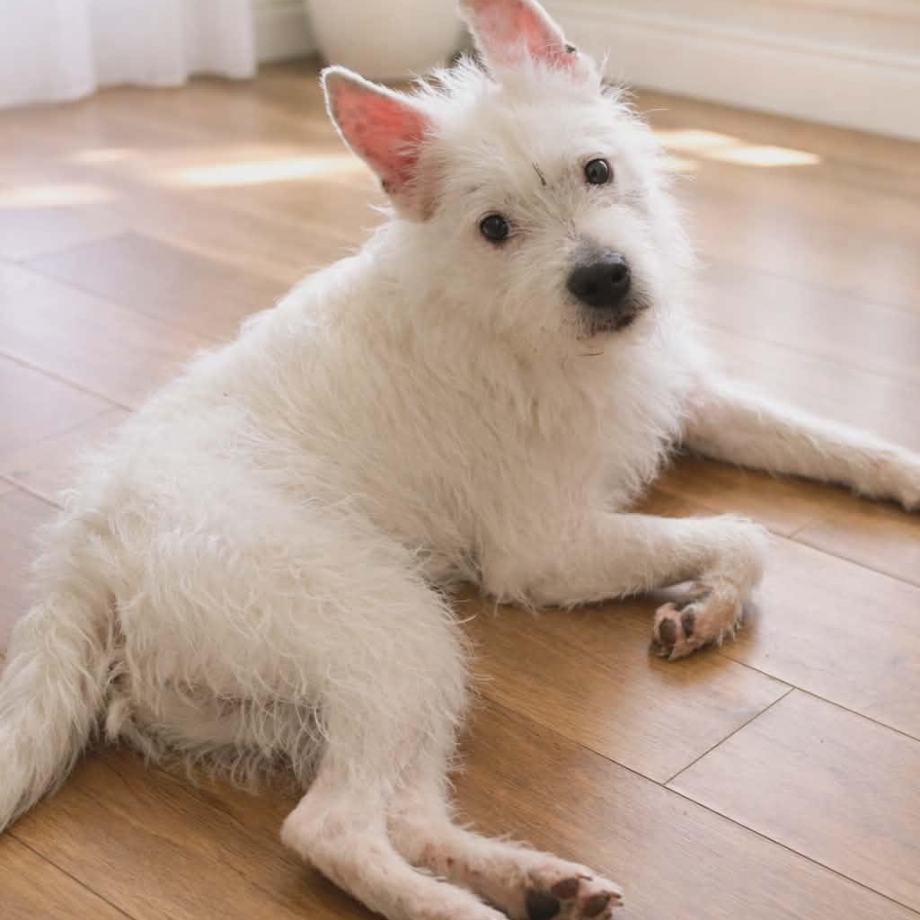 Shaggy, Adoptable, Young Male Terrier.