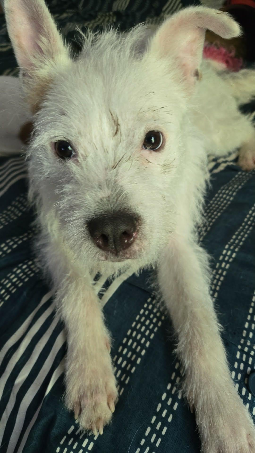 Enlarge Shaggy, a Adoptable Terrier in Spring Lake, NC image 2/3