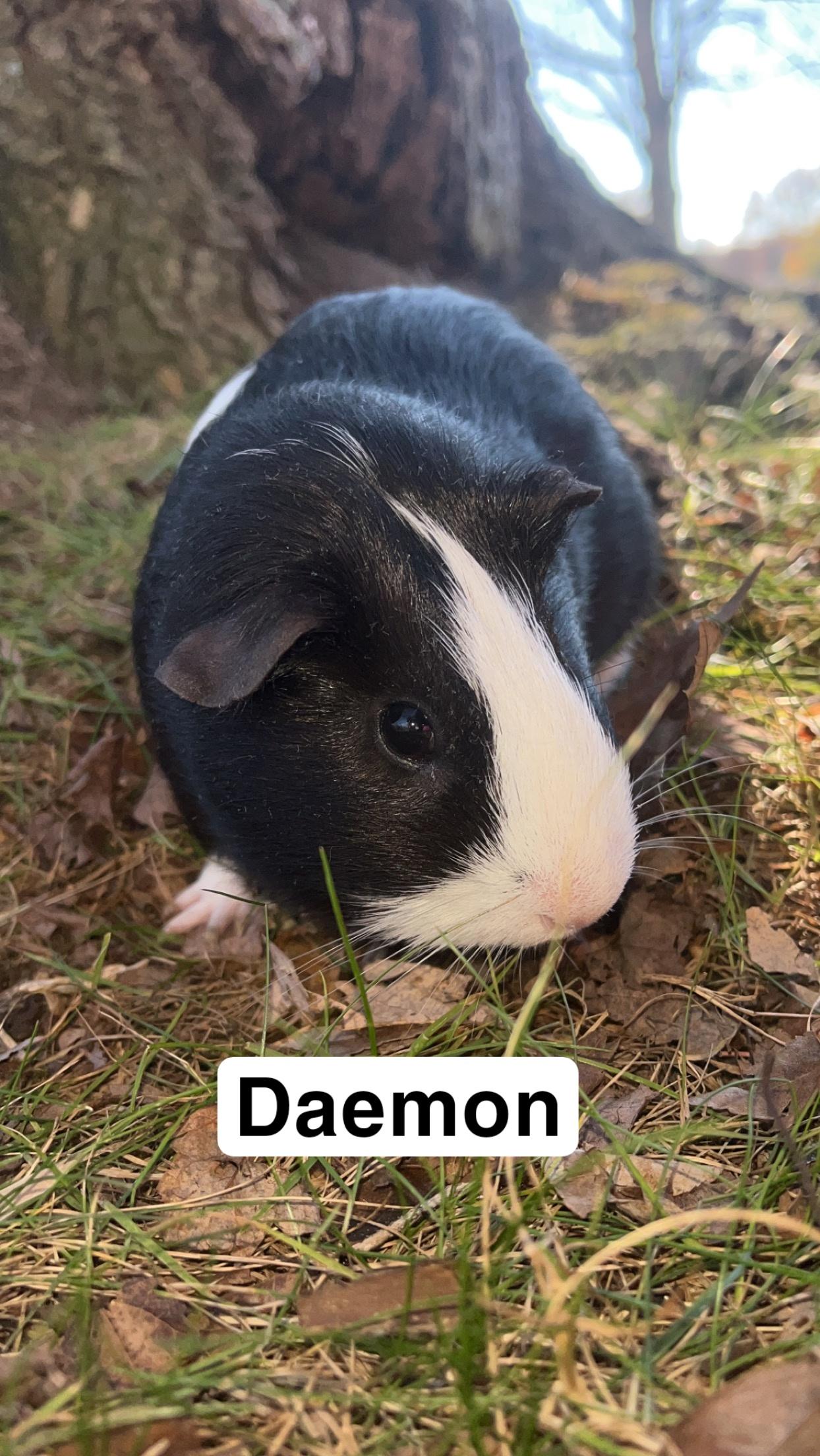 Clyde and Daemon