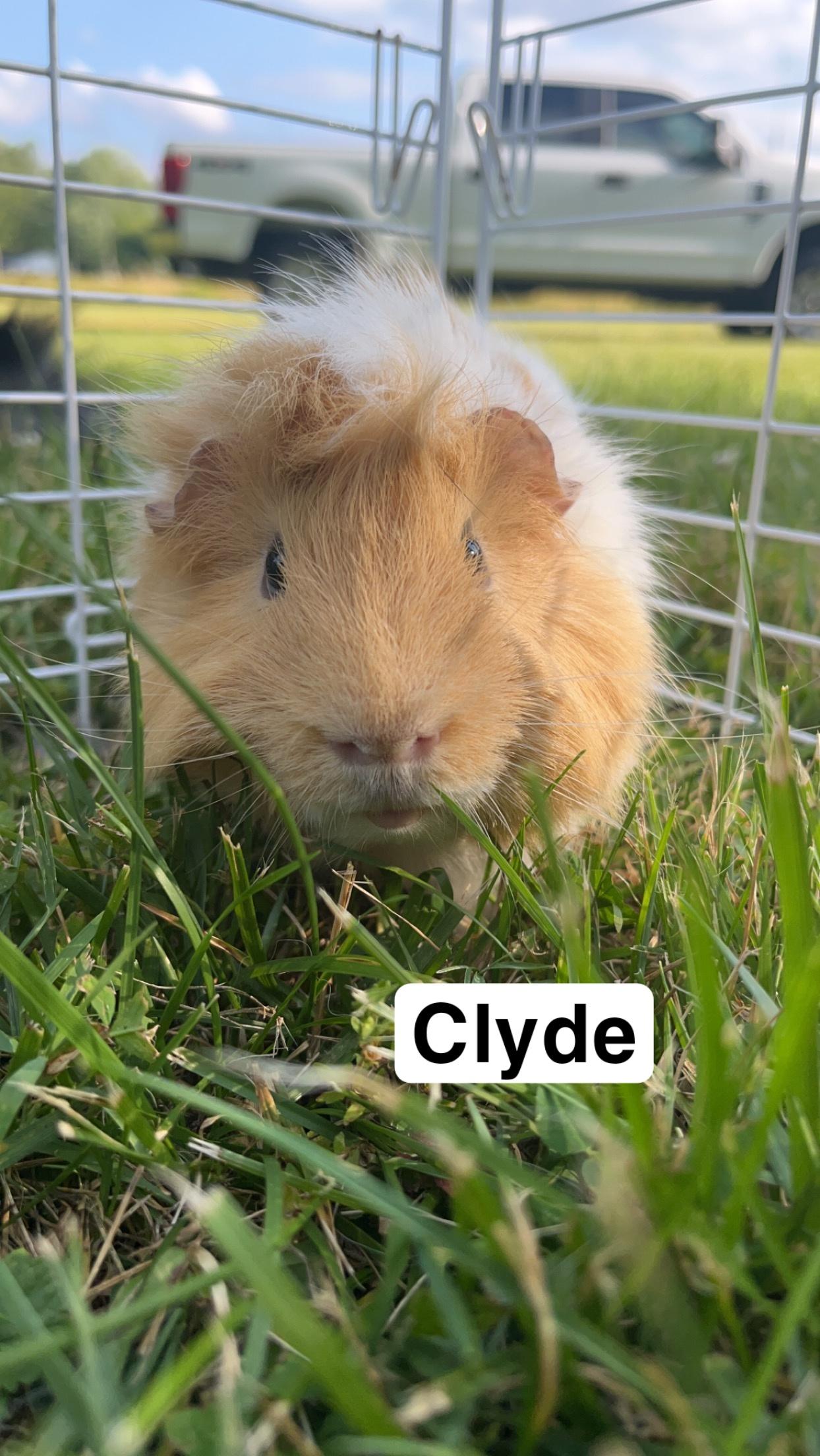 Clyde and Daemon