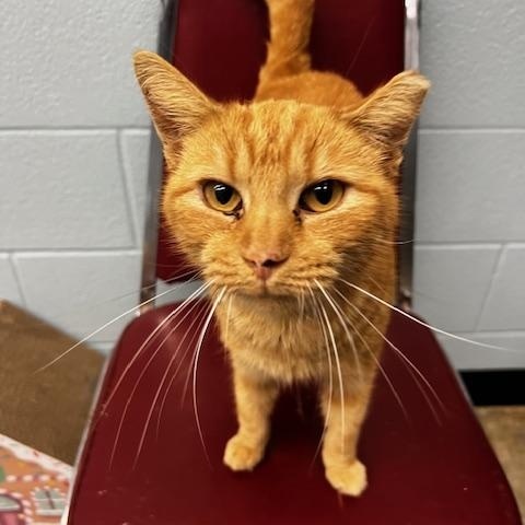 Hannibal, ADOPTABLE, Young Male Domestic Short Hair.