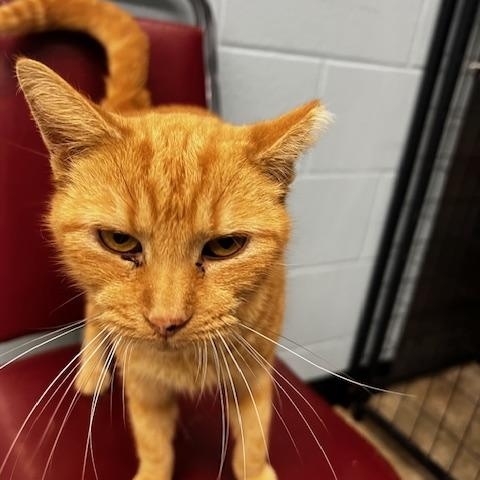 Enlarge Hannibal, a ADOPTABLE Domestic Short Hair in Bryan, OH image 3/3