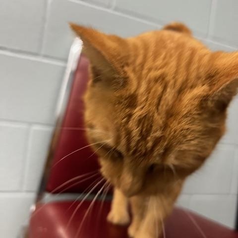 Enlarge Hannibal, a ADOPTABLE Domestic Short Hair in Bryan, OH image 2/3