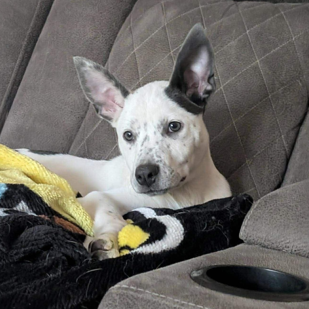 Faye*, Adoptable, Puppy Female Terrier & American Bully.