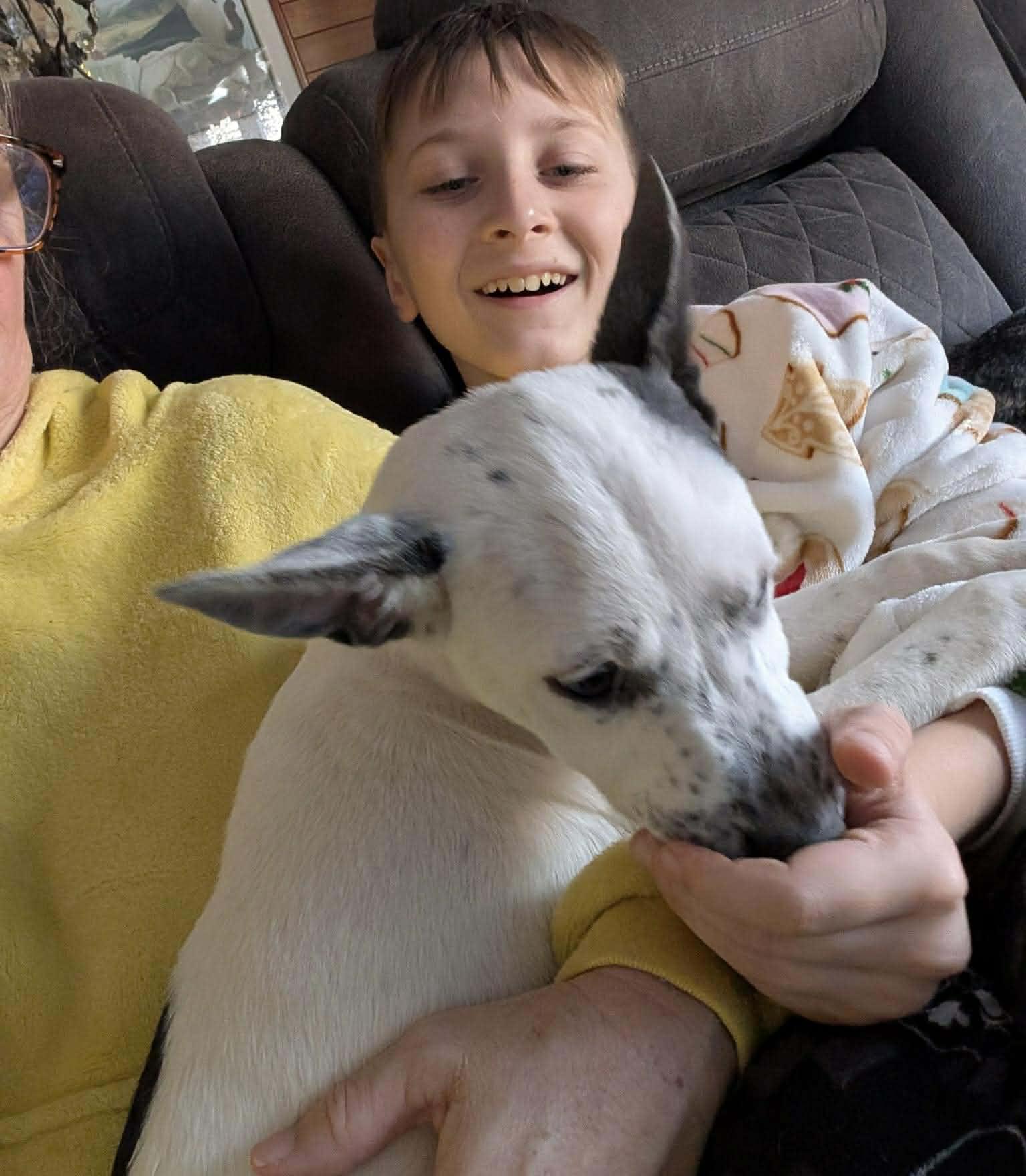 Enlarge Faye*, a Adoptable mixed breed in Cumberland, RI image 5/6