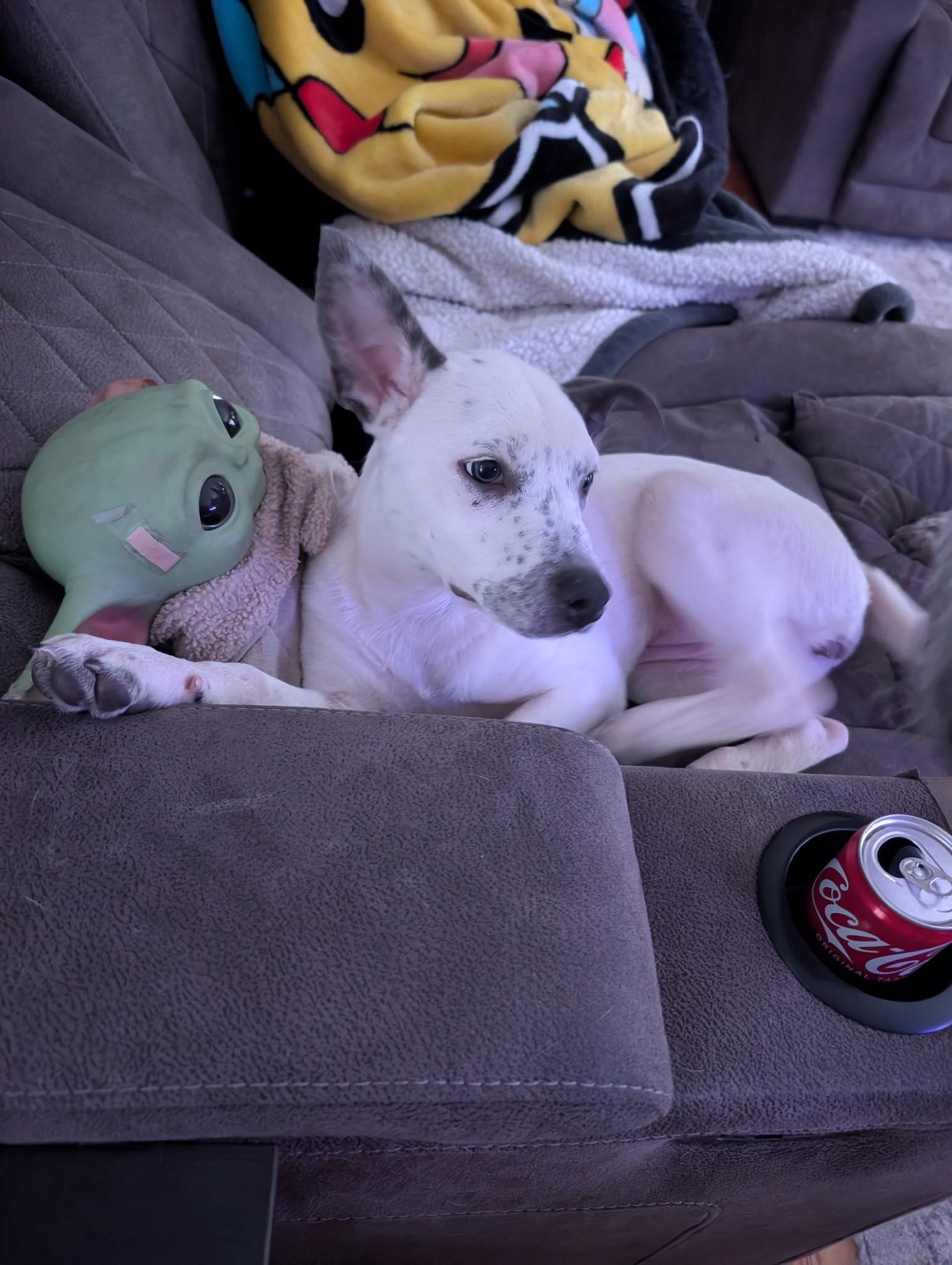 Enlarge Faye*, a Adoptable mixed breed in Cumberland, RI image 6/6