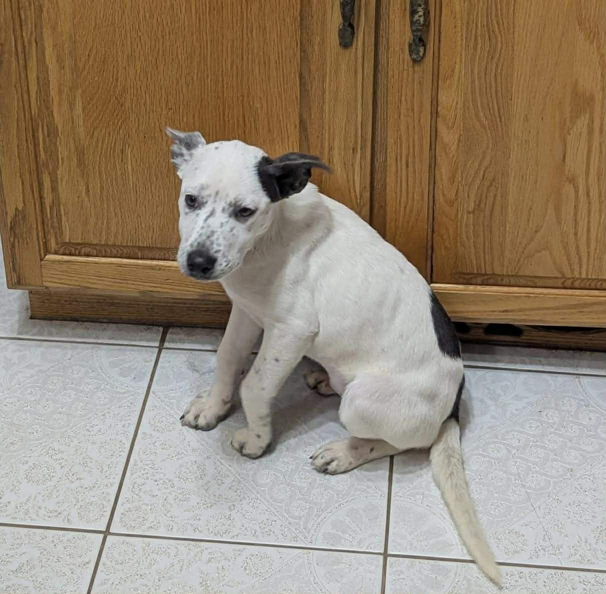 Enlarge Faye*, a Adoptable mixed breed in Cumberland, RI image 4/6