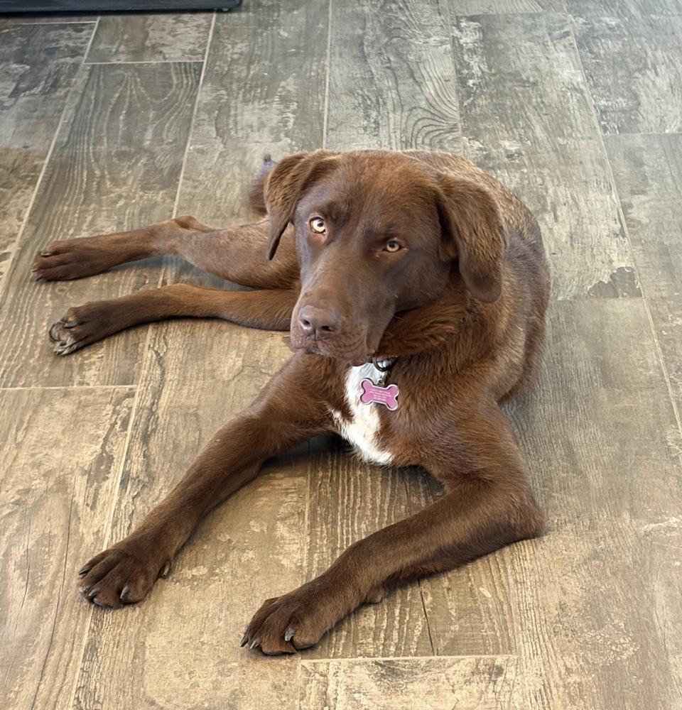 Considine / Lexie, Adoptable, Young Female Labrador Retriever & Great Pyrenees.