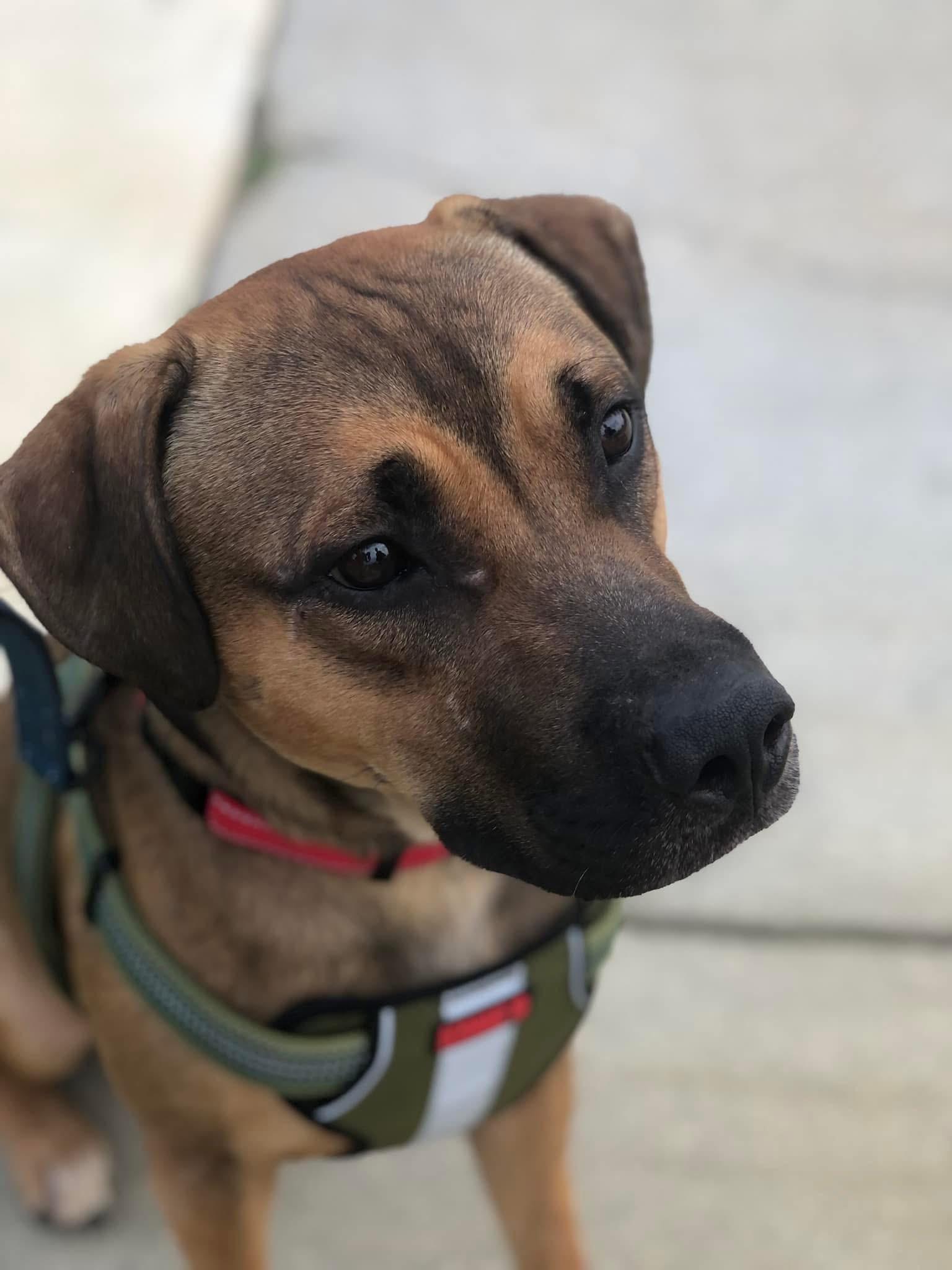 Russell, Adopted, Young Male Mixed Breed.