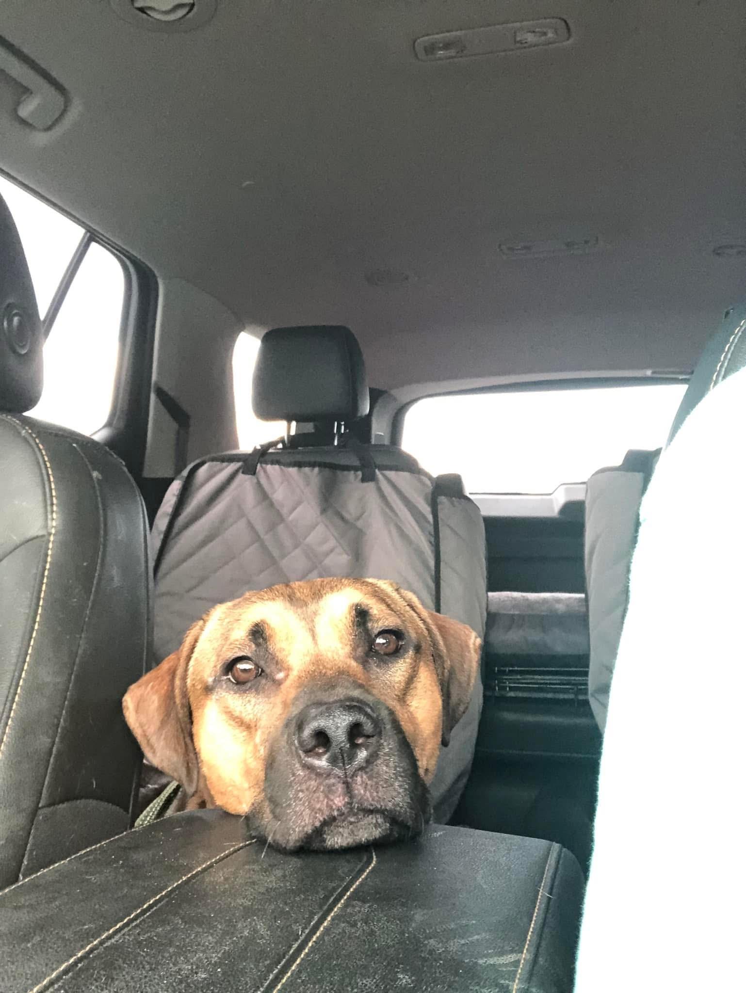 Russell, a Adopted Mixed Breed in Sanford, FL image 3/5