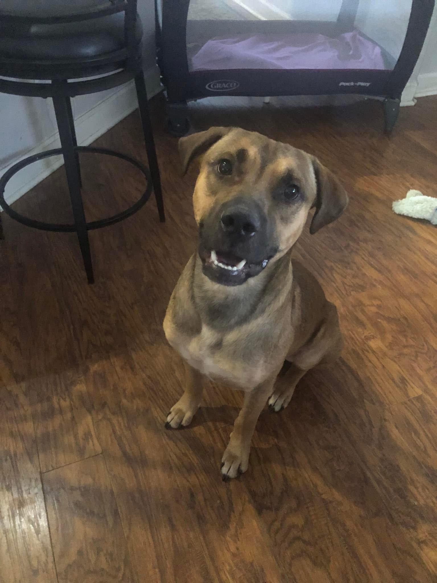 Russell, a Adopted Mixed Breed in Sanford, FL image 4/5