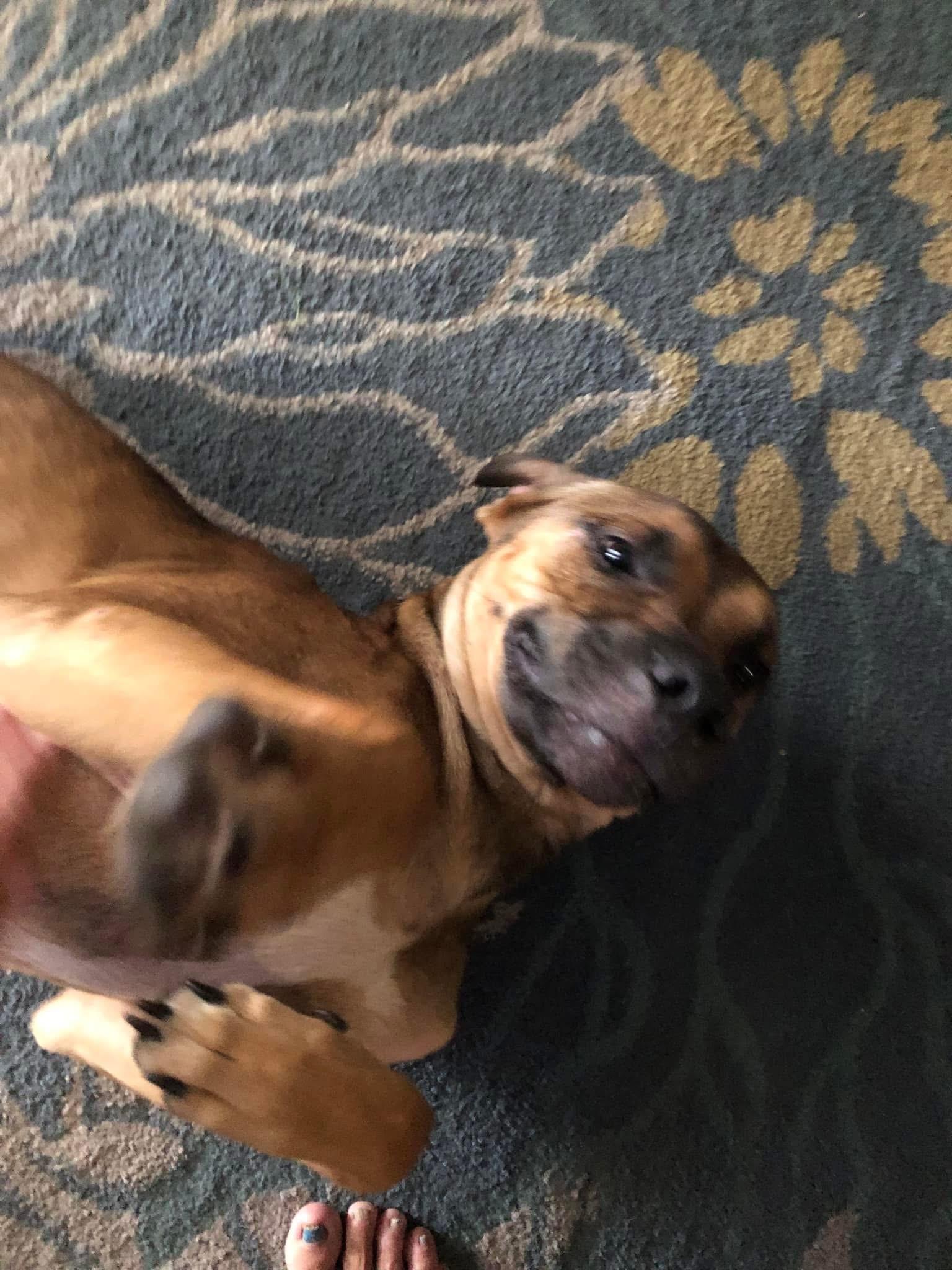 Russell, a Adopted Mixed Breed in Sanford, FL image 5/5