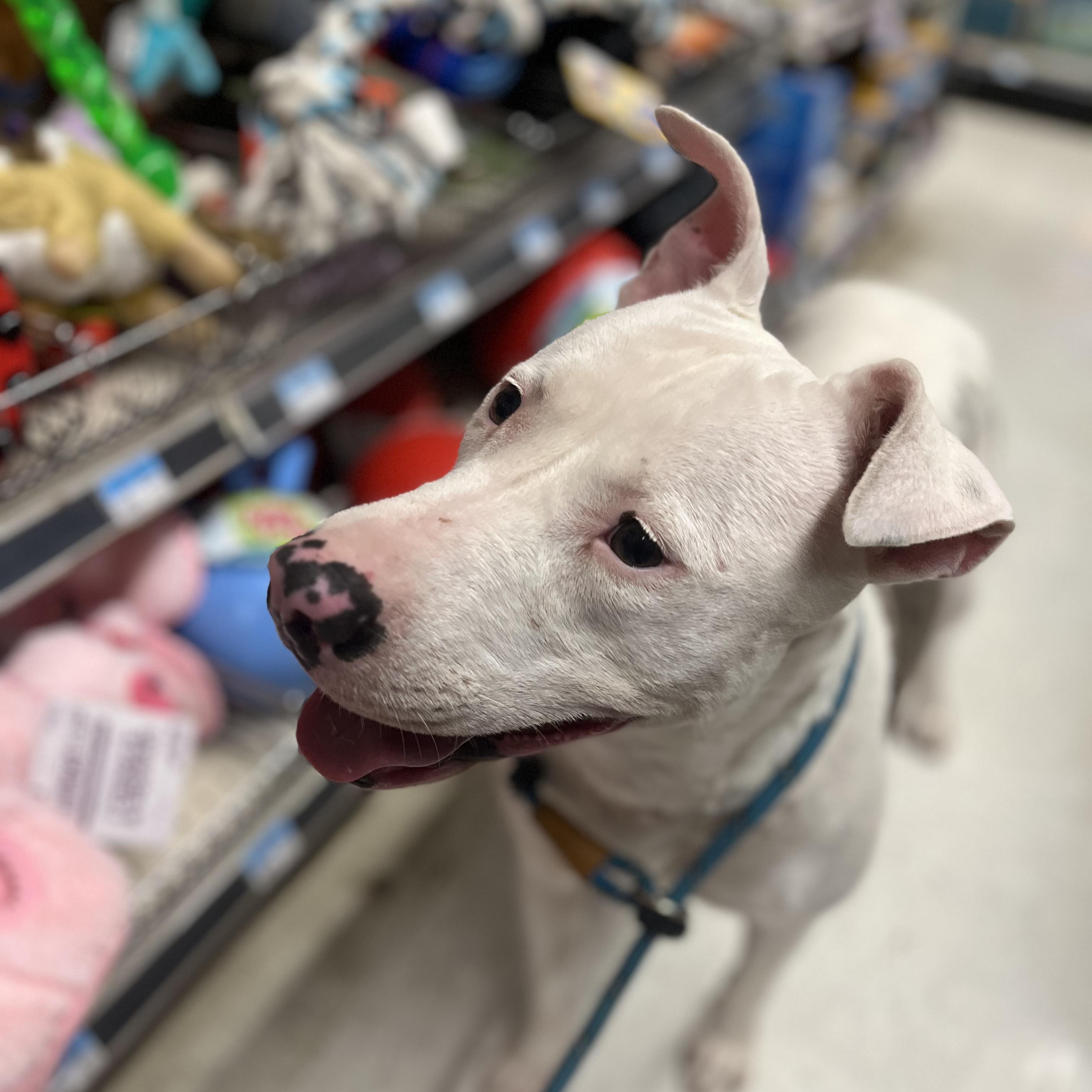 Enlarge Delilah, a Adoptable mixed breed in Salem, NH image 5/5