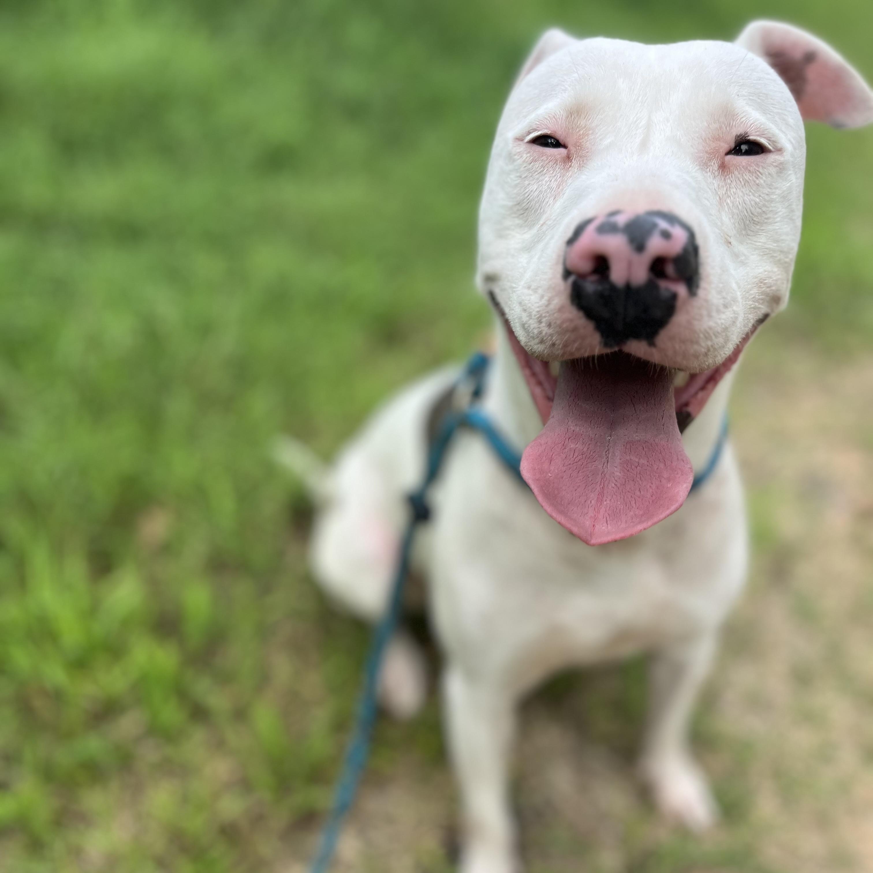 Enlarge Delilah, a Adoptable mixed breed in Salem, NH image 2/5