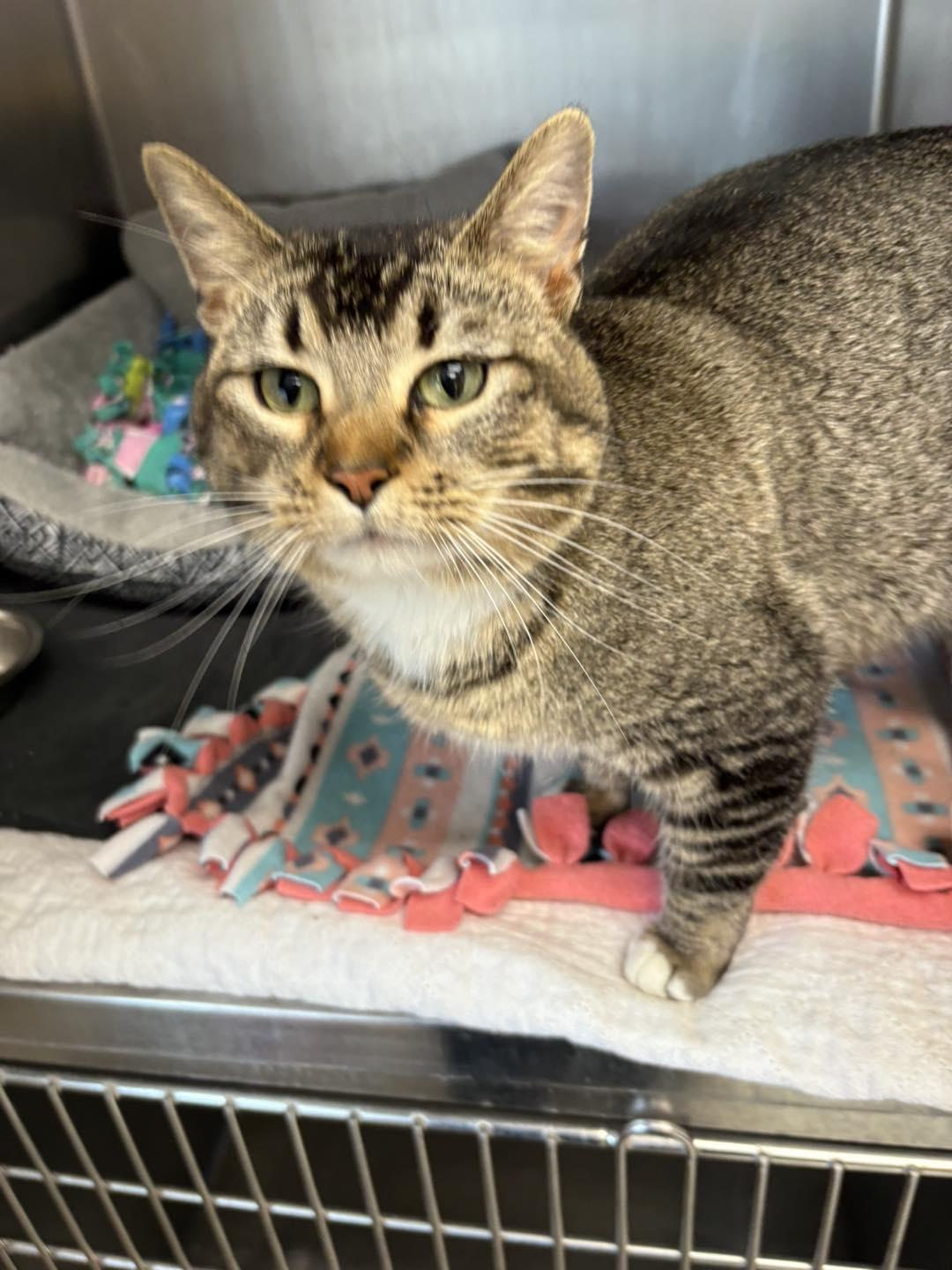 Thelma, Adult Female Tabby