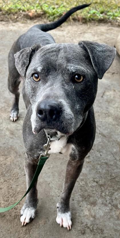Elanore, Adoptable, Adult Female Pit Bull Terrier & Mixed Breed.