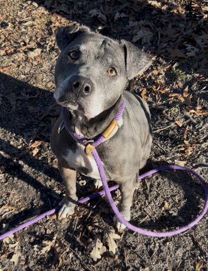 Enlarge Elanore, a Adoptable mixed breed in Savannah, GA image 2/2