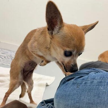 Enlarge Sissy + 1, a ADOPTABLE Chihuahua in Driggs, ID image 3/4