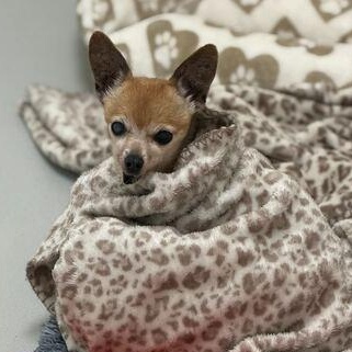 Enlarge Sissy + 1, a ADOPTABLE Chihuahua in Driggs, ID image 2/4