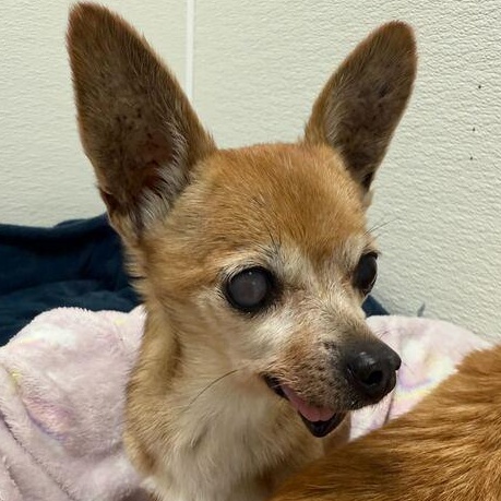 Sissy + 1, ADOPTABLE, Senior Female Chihuahua.