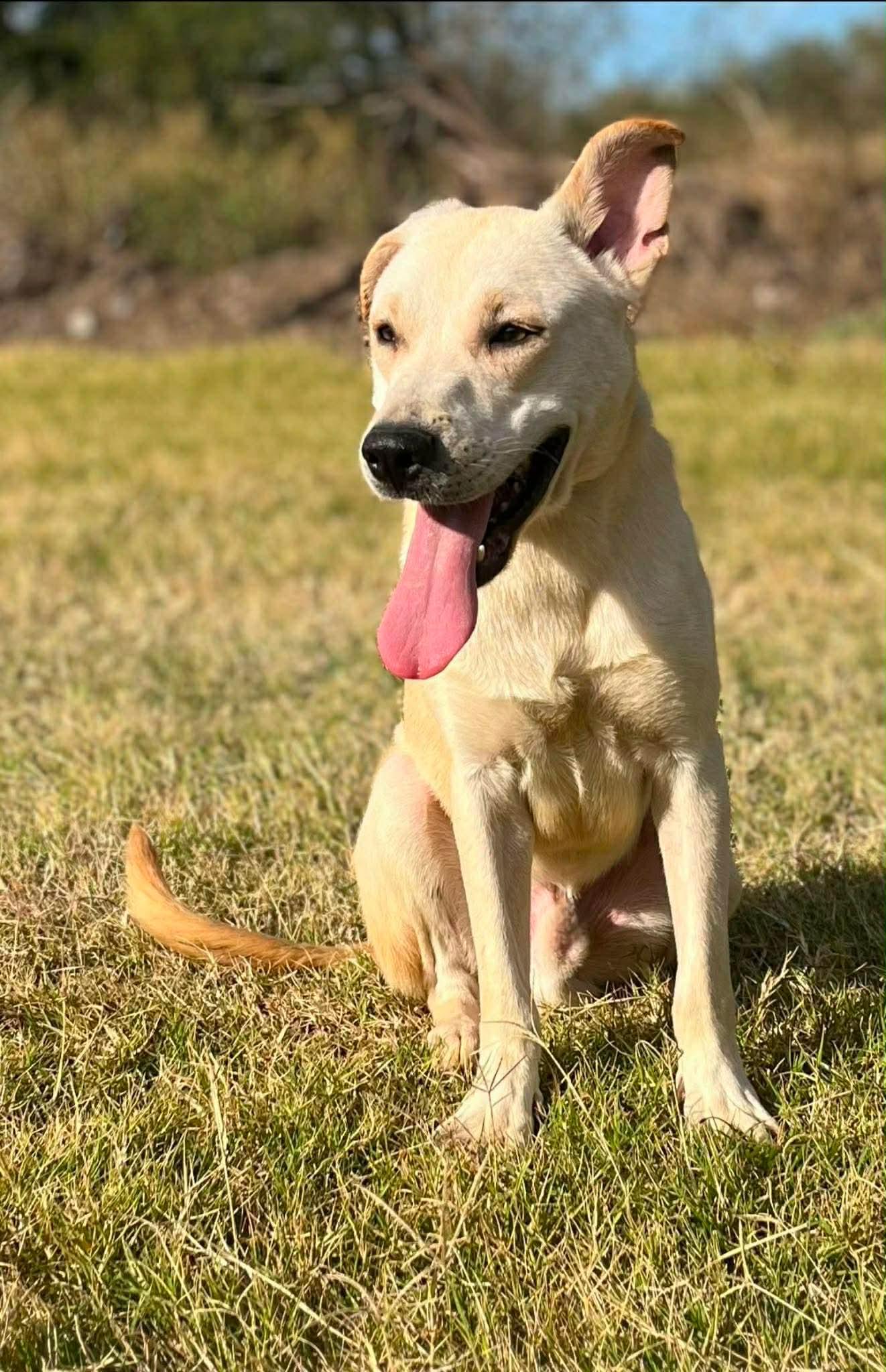 Louie, Adoptable, Young Male Labradoodle.