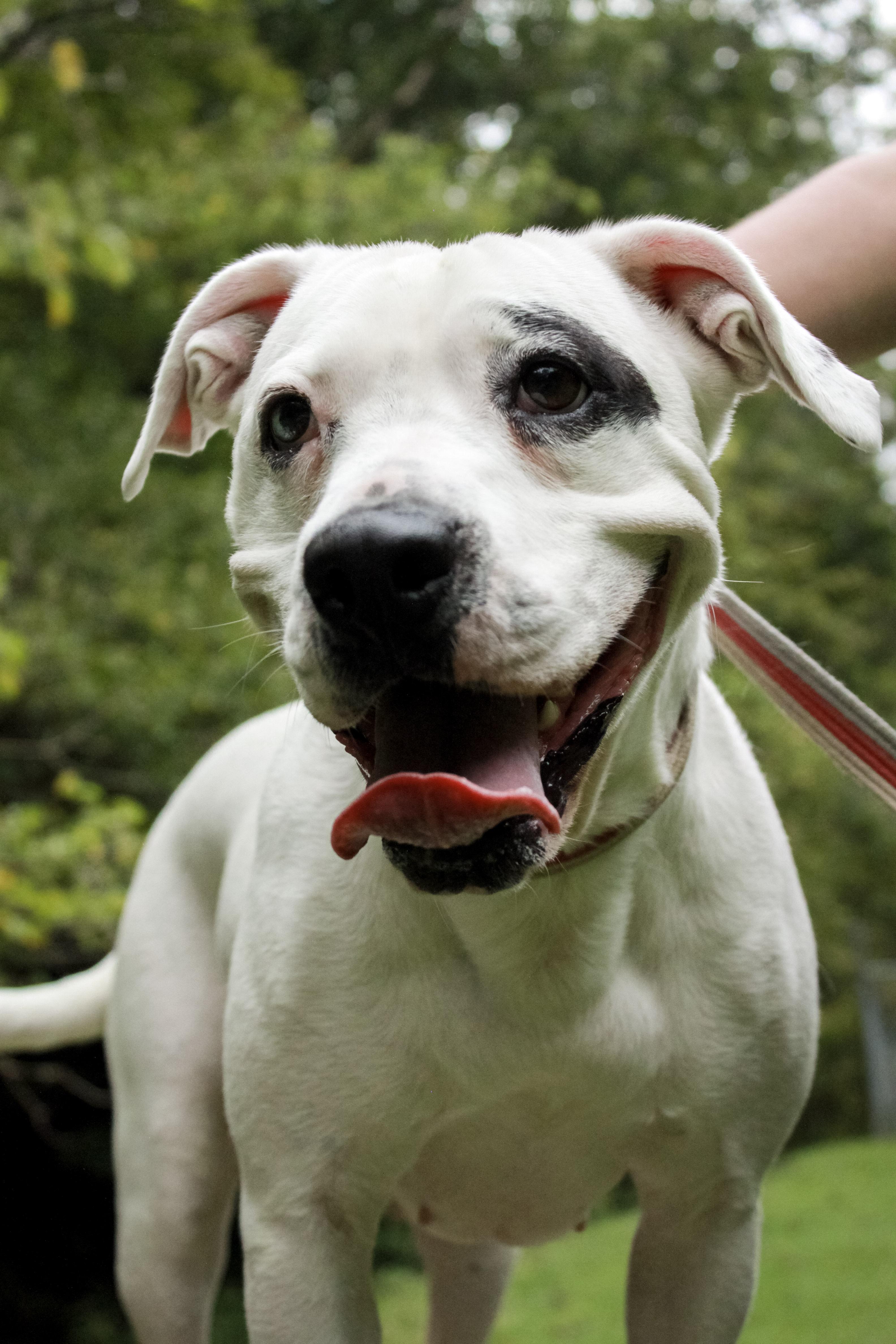 Enlarge Maybelle, a Adoptable mixed breed in Ona, WV image 4/4