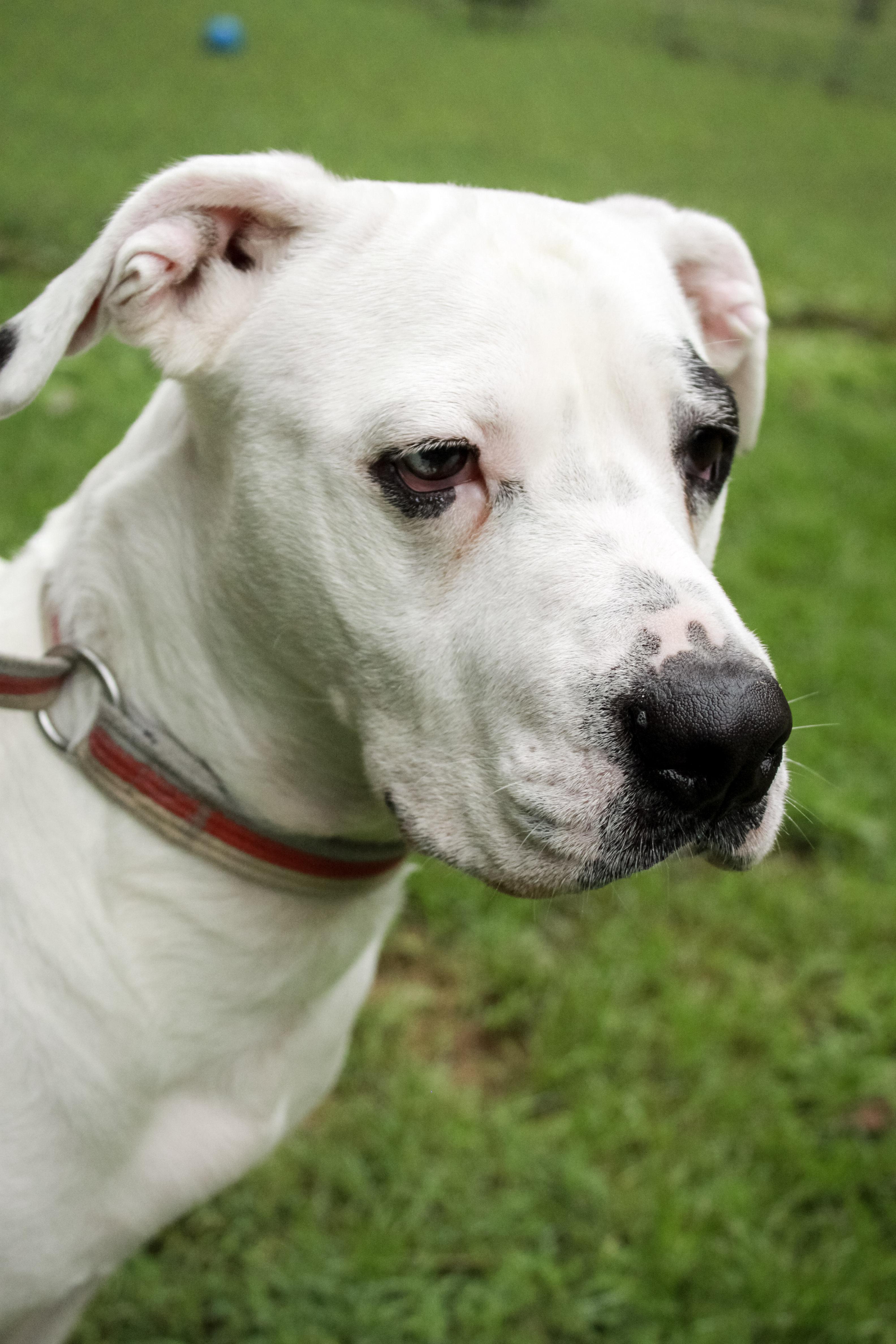 Enlarge Maybelle, a Adoptable mixed breed in Ona, WV image 2/4