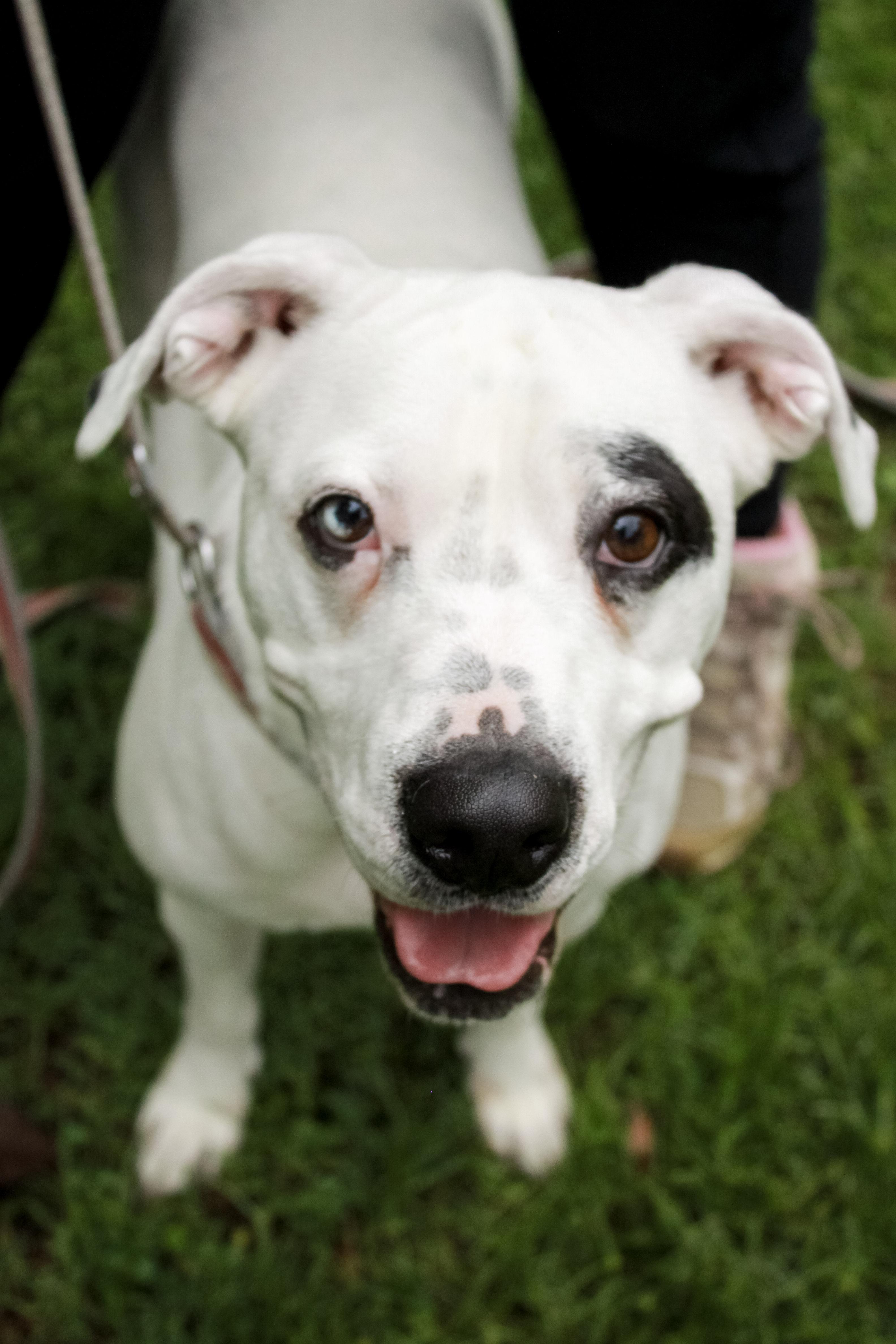 Enlarge Maybelle, a Adoptable mixed breed in Ona, WV image 1/4