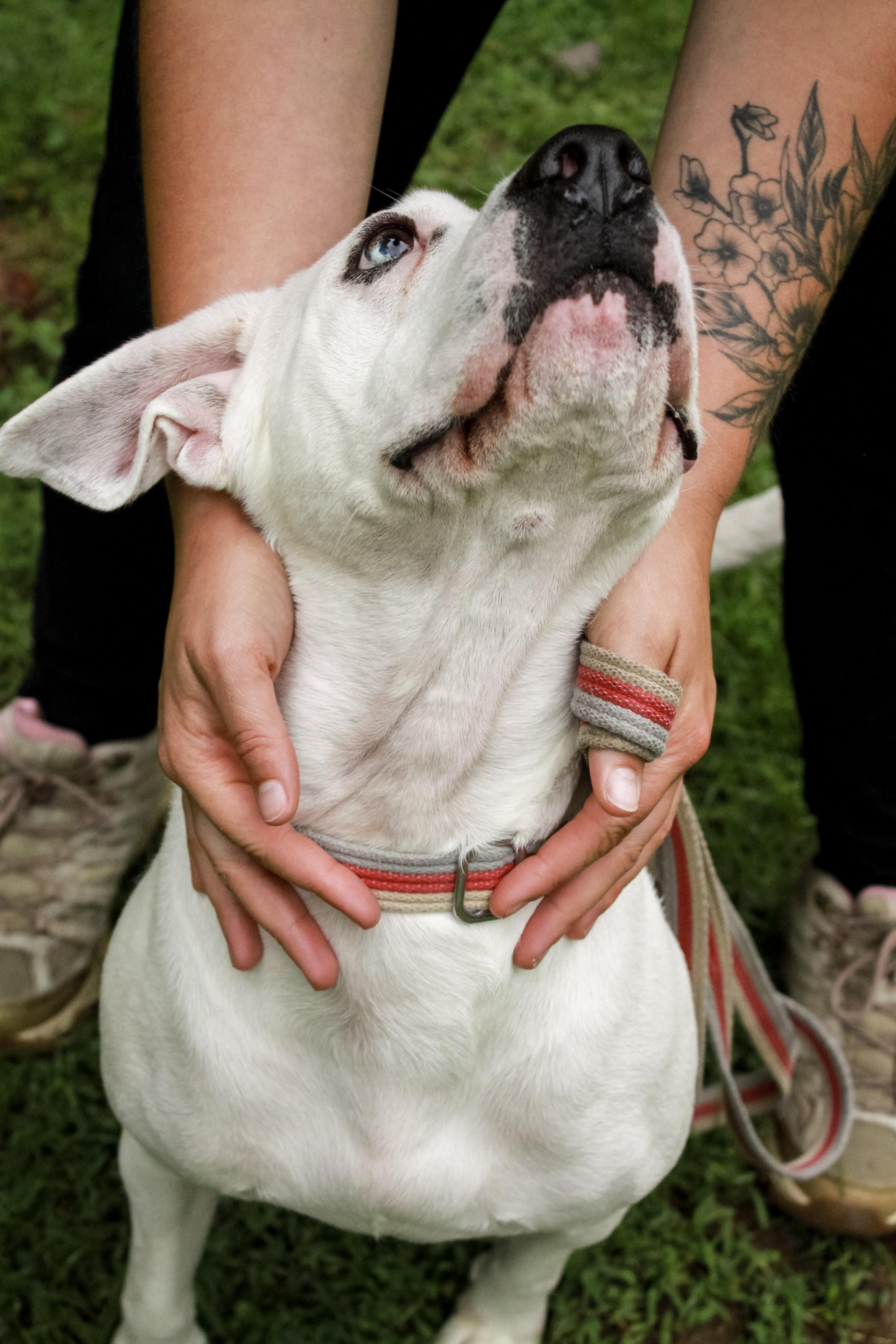 Enlarge Maybelle, a Adoptable mixed breed in Ona, WV image 3/4