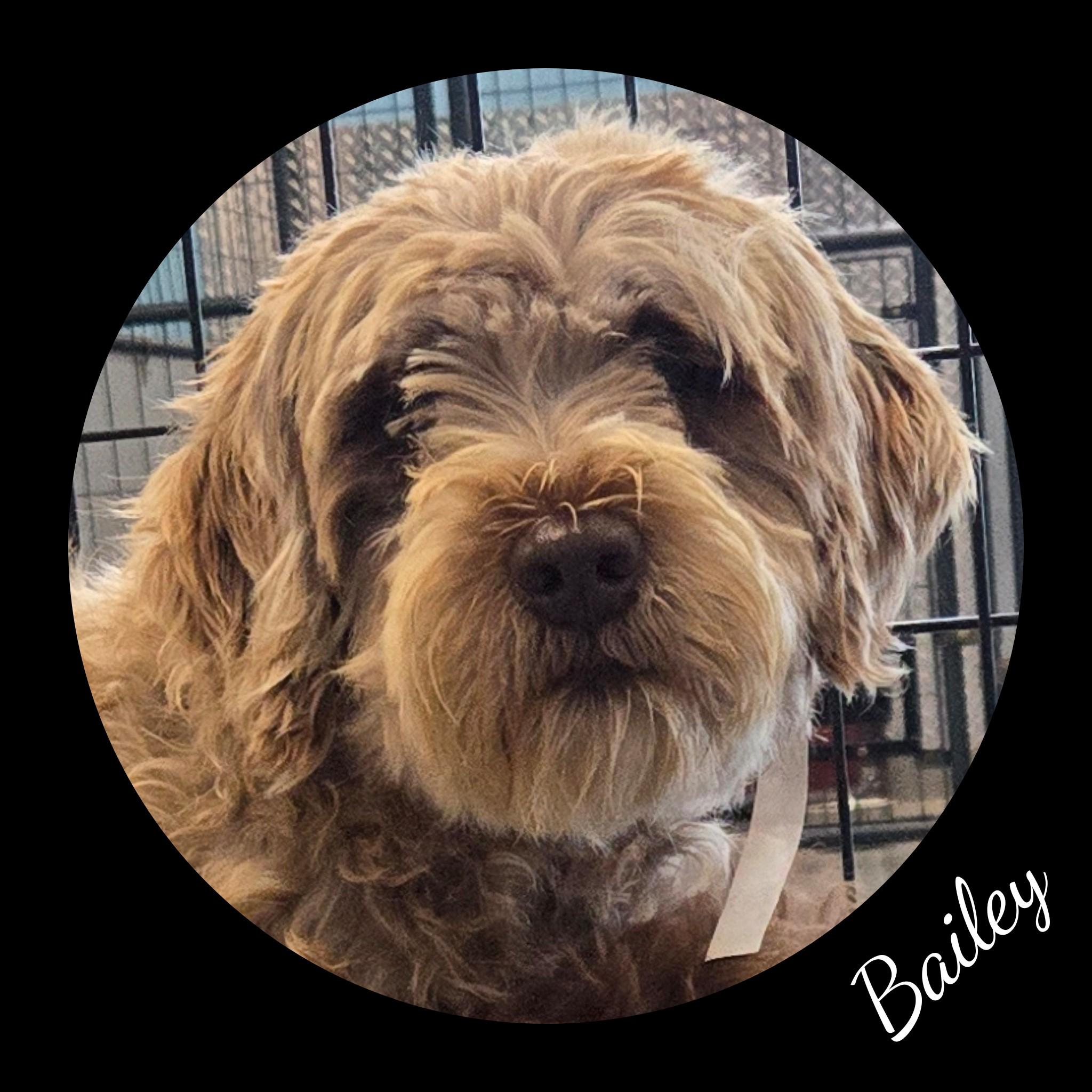 Bailey, Adopted, Adult Female Portuguese Water Dog.