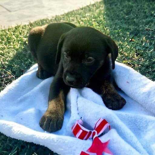 Honor, Adopted, Puppy Female Catahoula Leopard Dog.