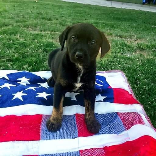 Enlarge Honor, a Adopted Catahoula Leopard Dog in Grand Rapids , MI image 2/2