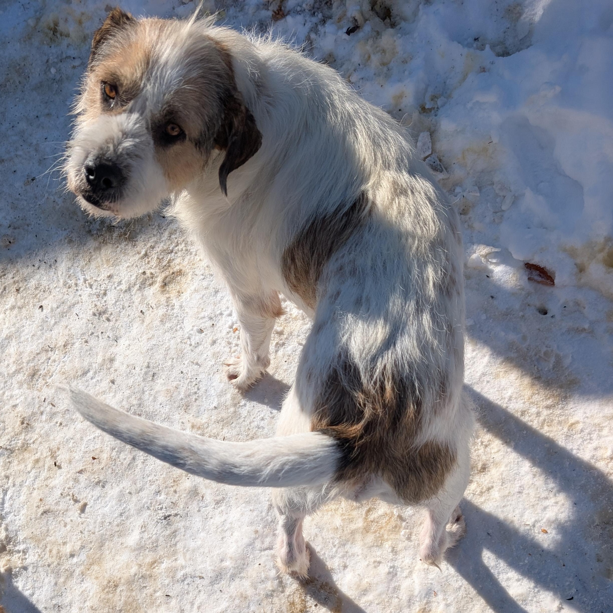 Enlarge Archie, a ADOPTABLE Mixed Breed in Burlington, VT image 5/6