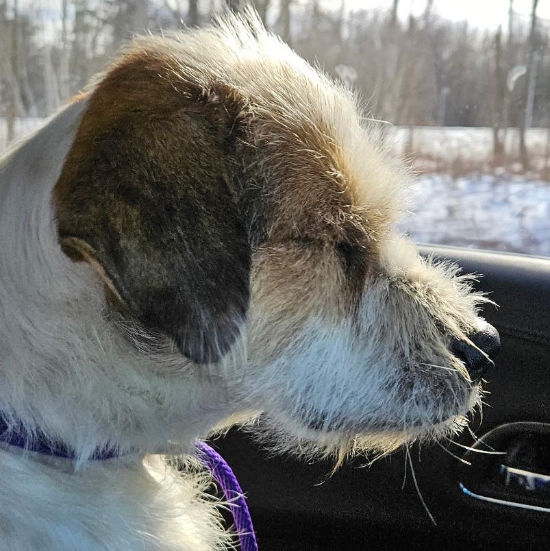 Enlarge Archie, a ADOPTABLE Mixed Breed in Burlington, VT image 4/6