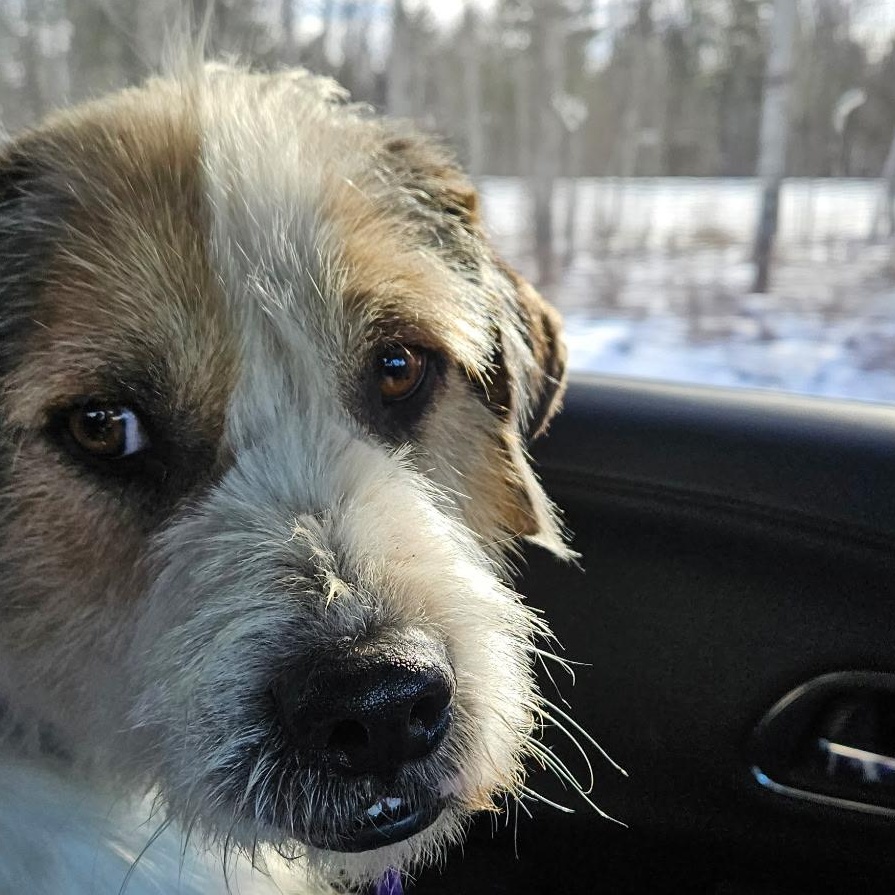 Enlarge Archie, a ADOPTABLE Mixed Breed in Burlington, VT image 2/6