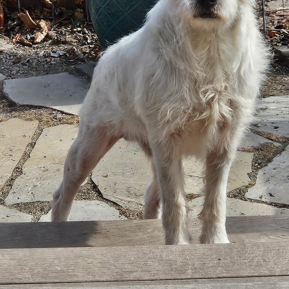 Enlarge Archie, a ADOPTABLE Mixed Breed in Burlington, VT image 4/6